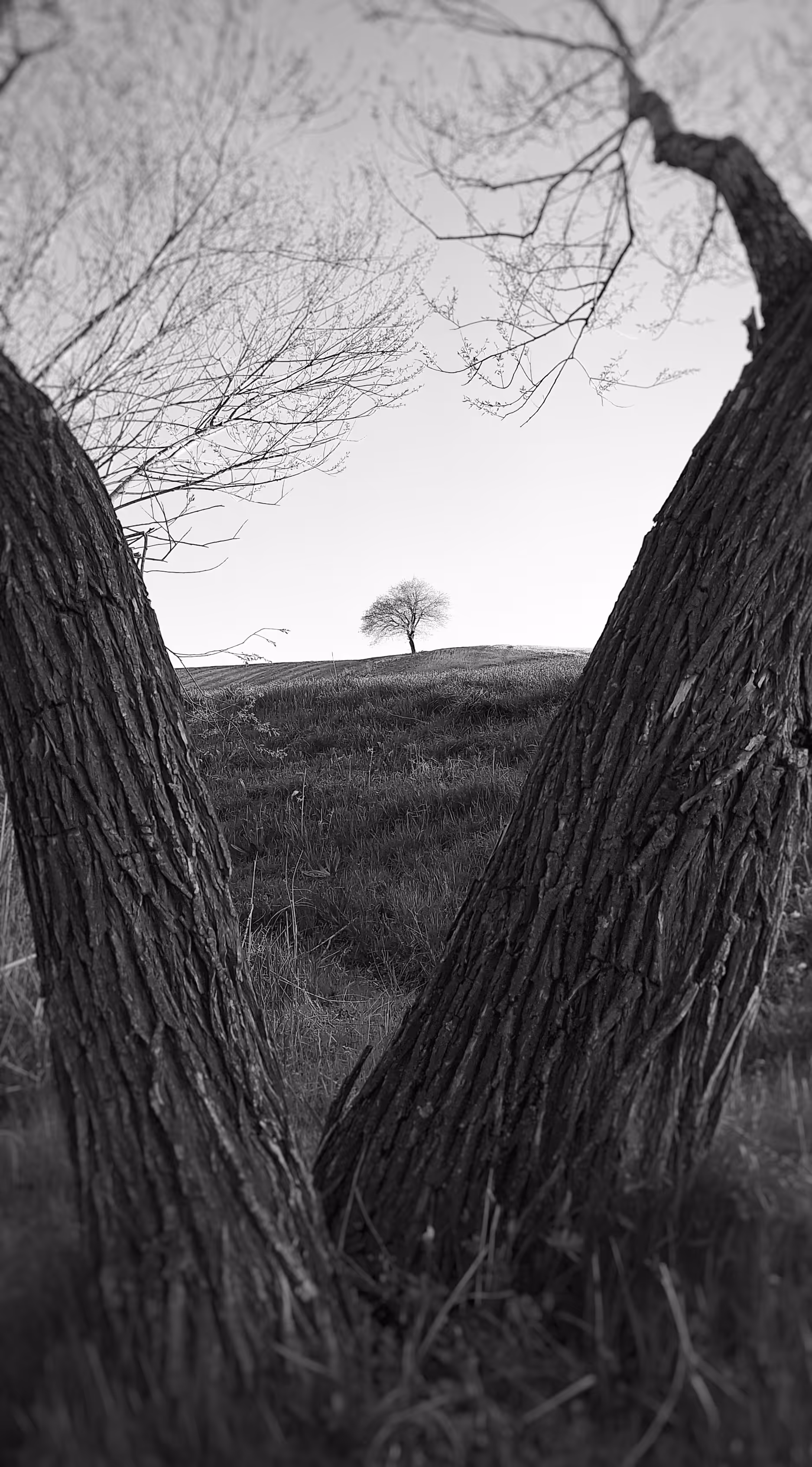 Single tree