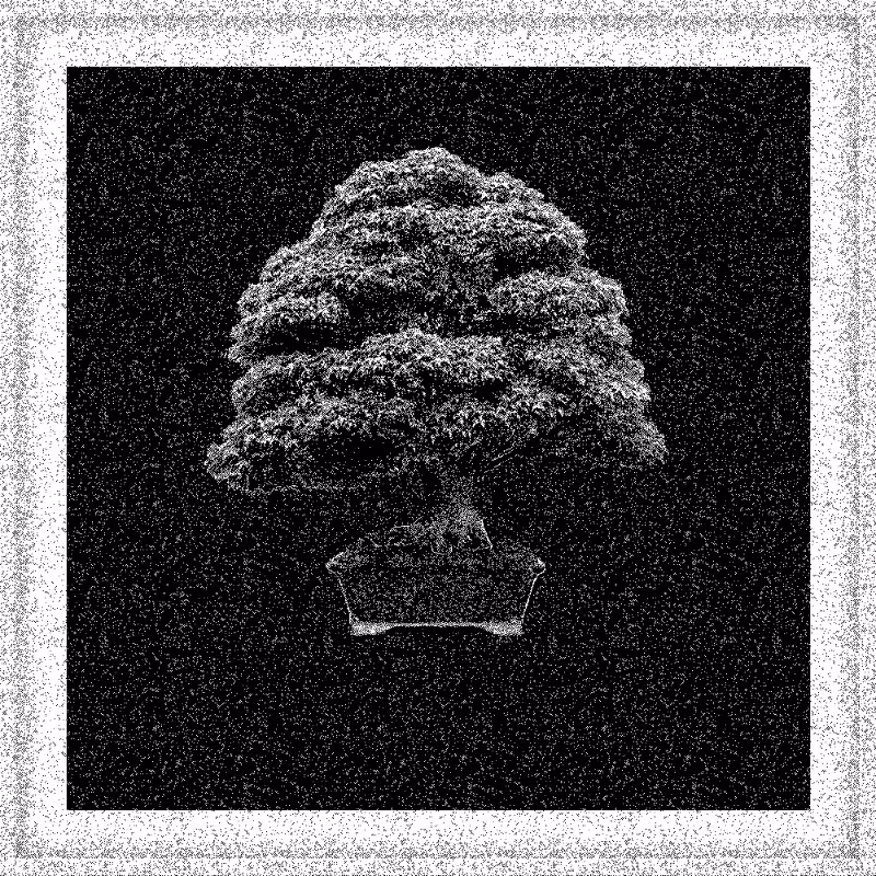 Bonsai Bonanza #416