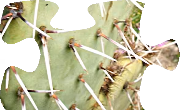 Opuntia-Puzzle-5x5-118
