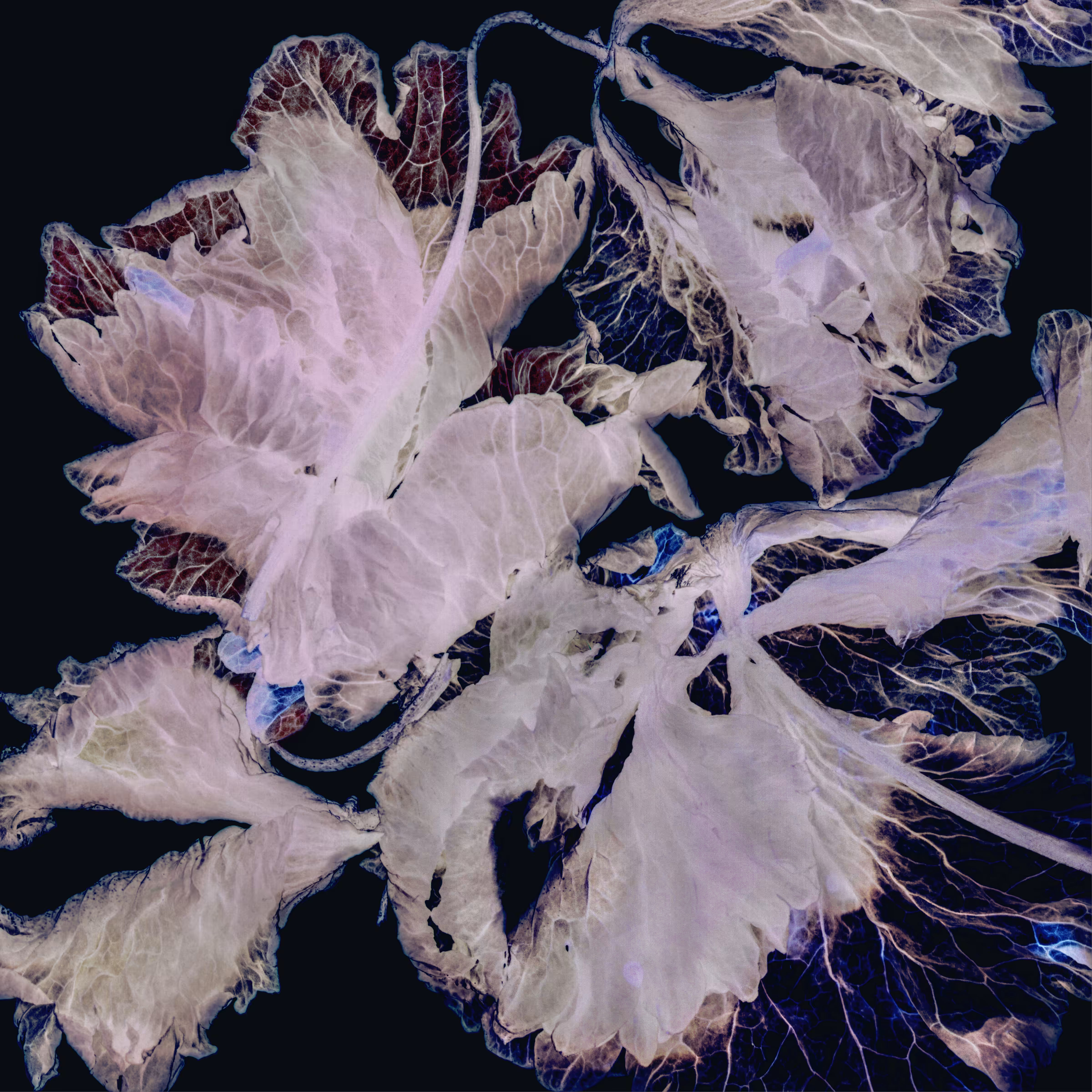 Vegetal Large Leaves