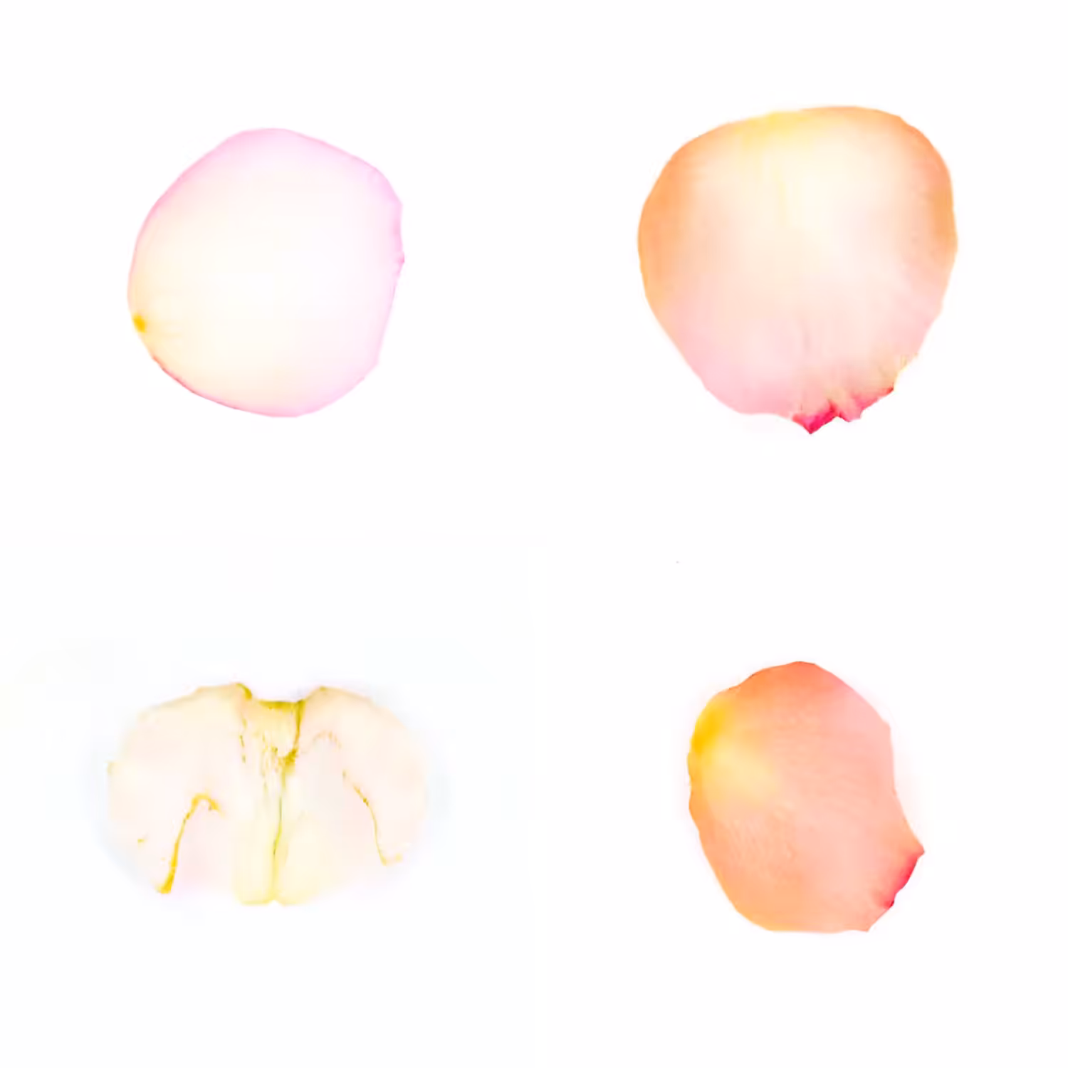 Infinite Petals 2x2#3886