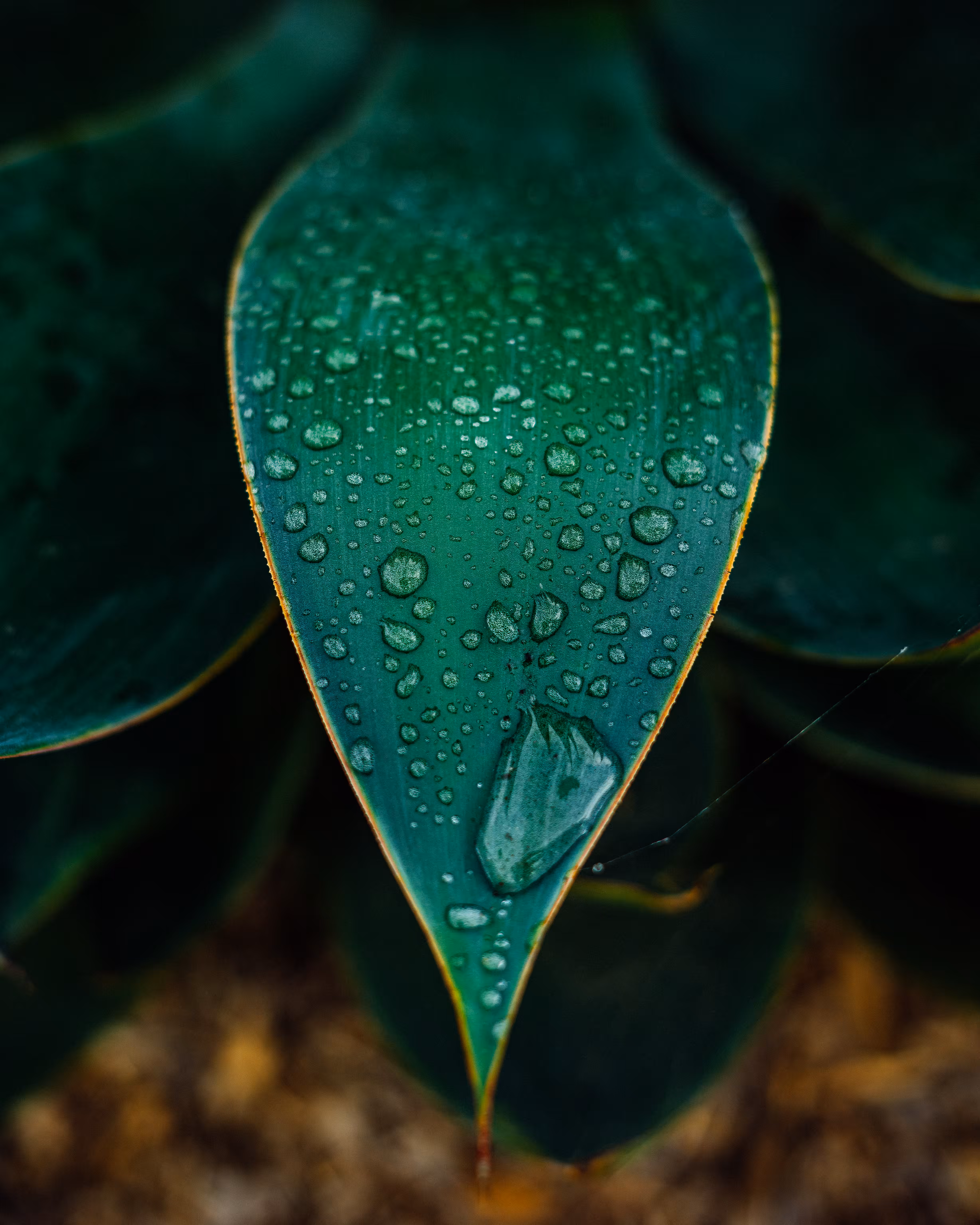 the last drop