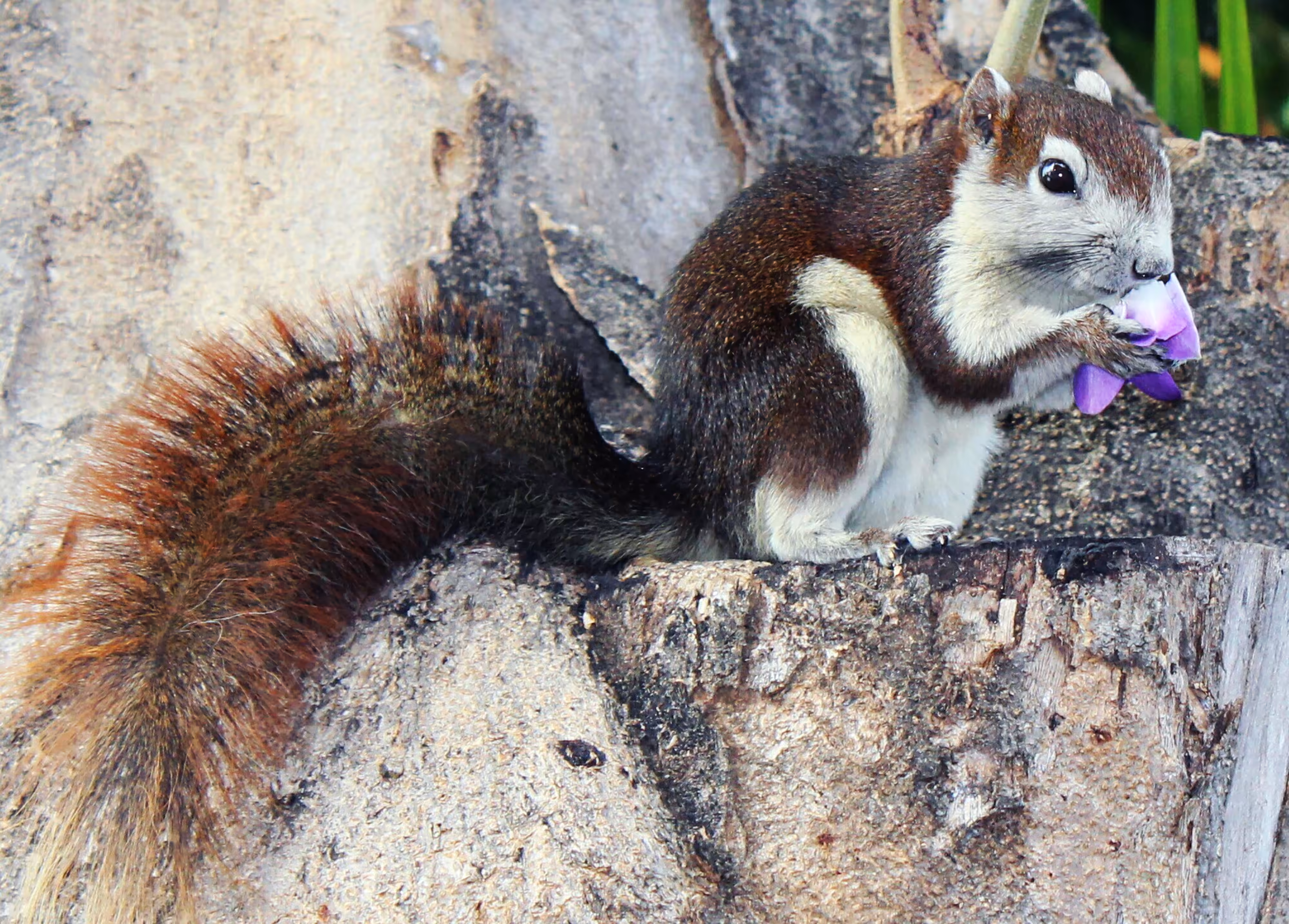 squirrel