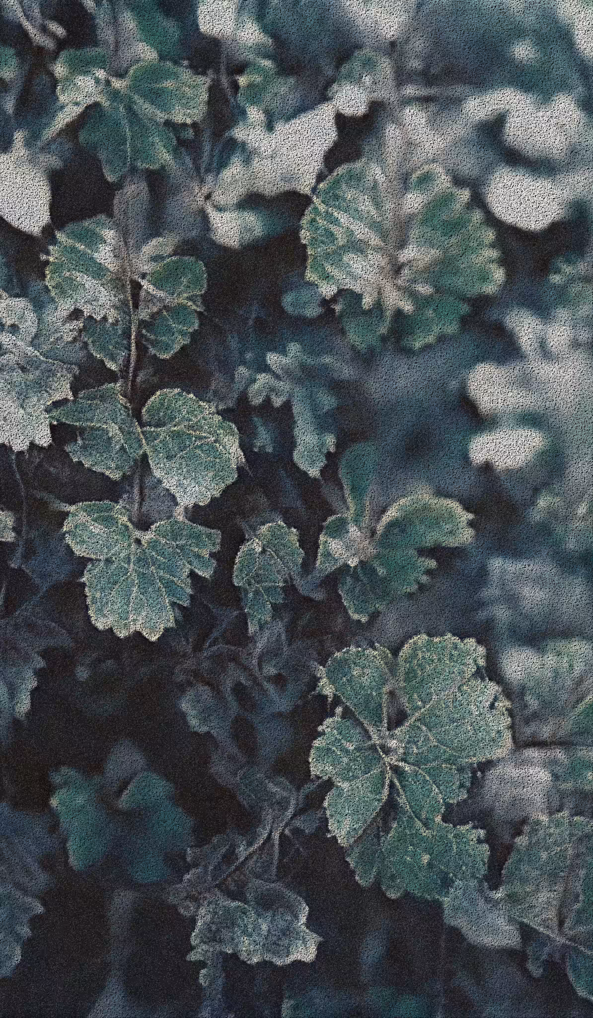 APPARATUS-VITIS: Apparatus Vitis #41