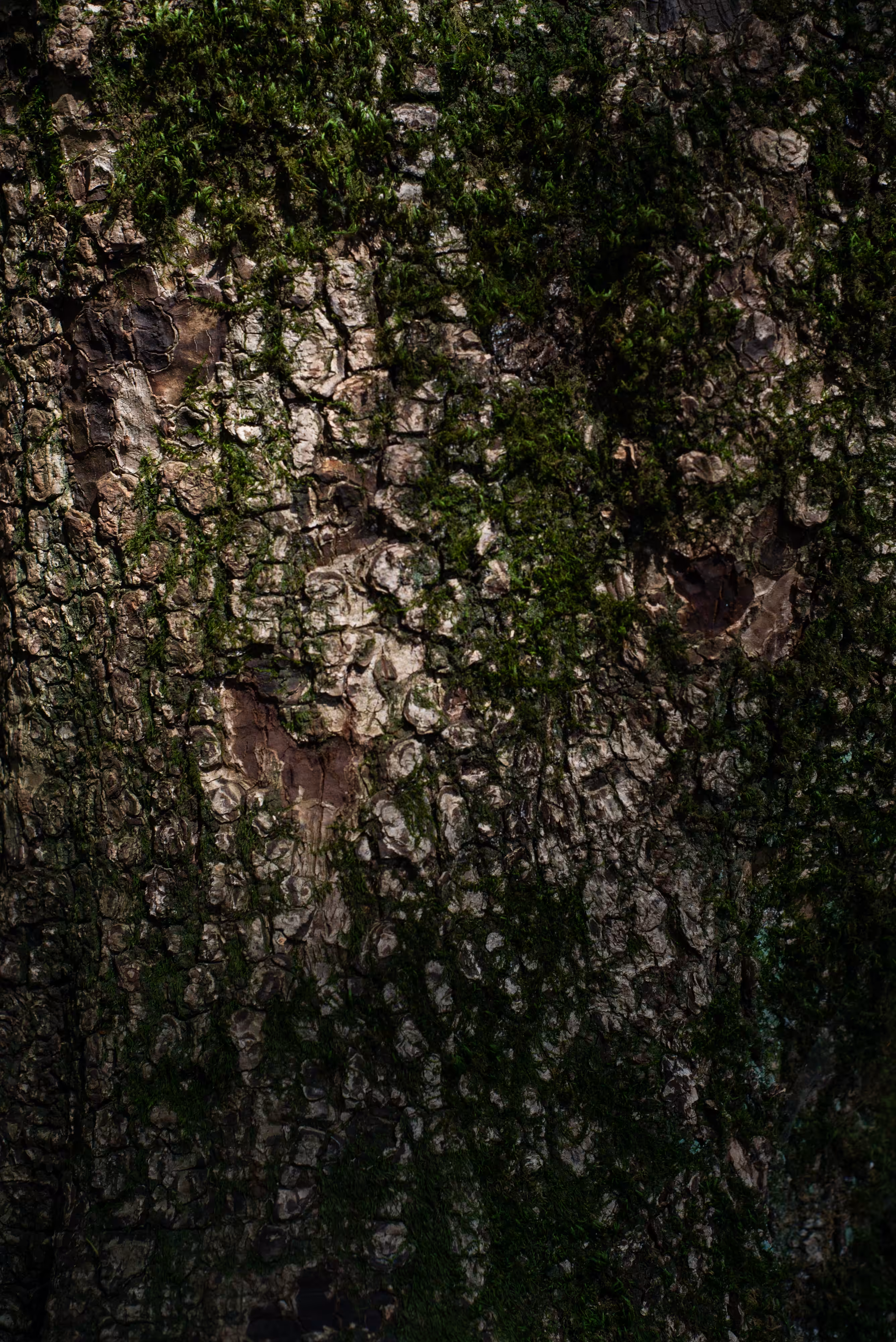 Poetree: Of Shine and Shade