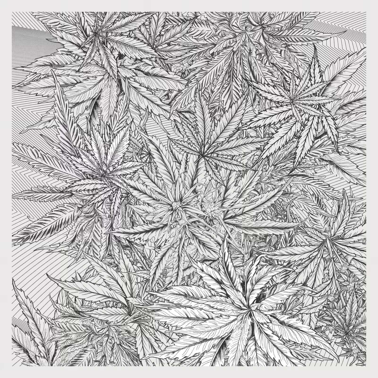 zancannabis #270