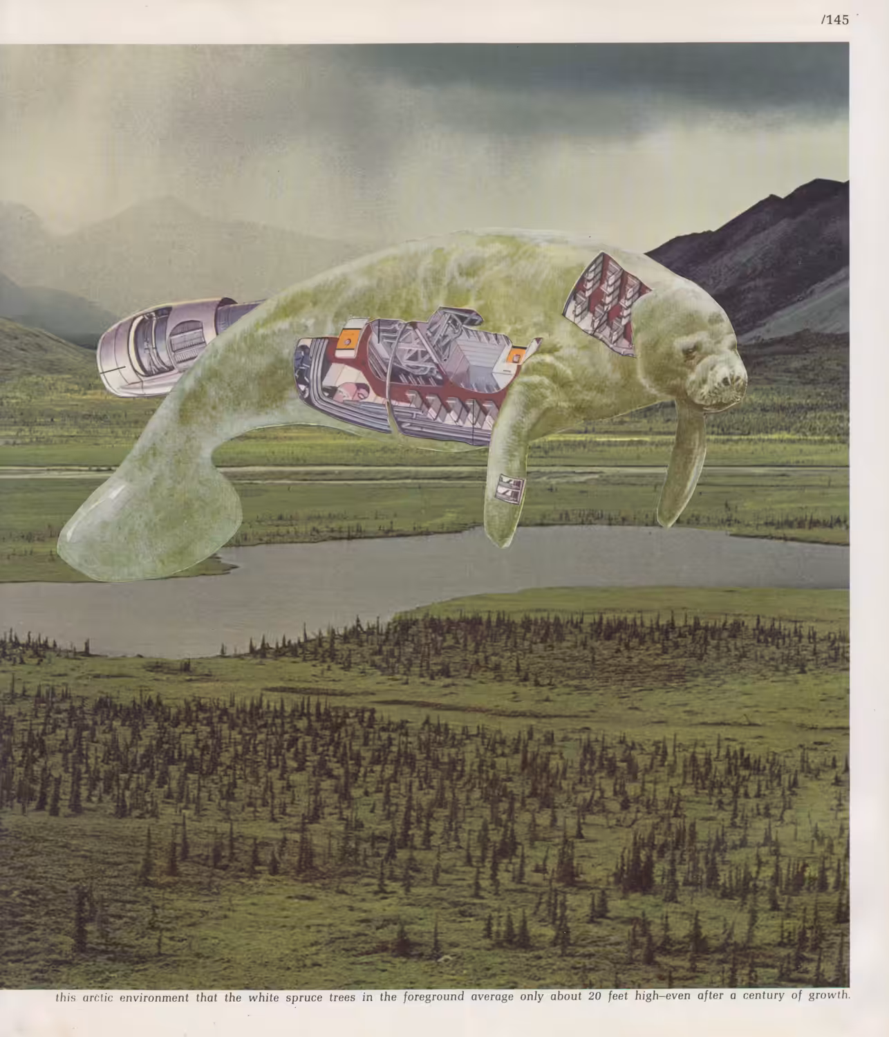 Flying Turtle