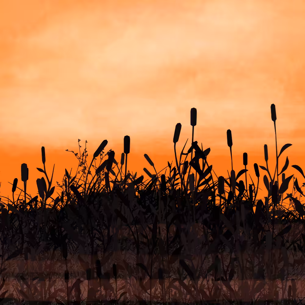 Walk in the field #13