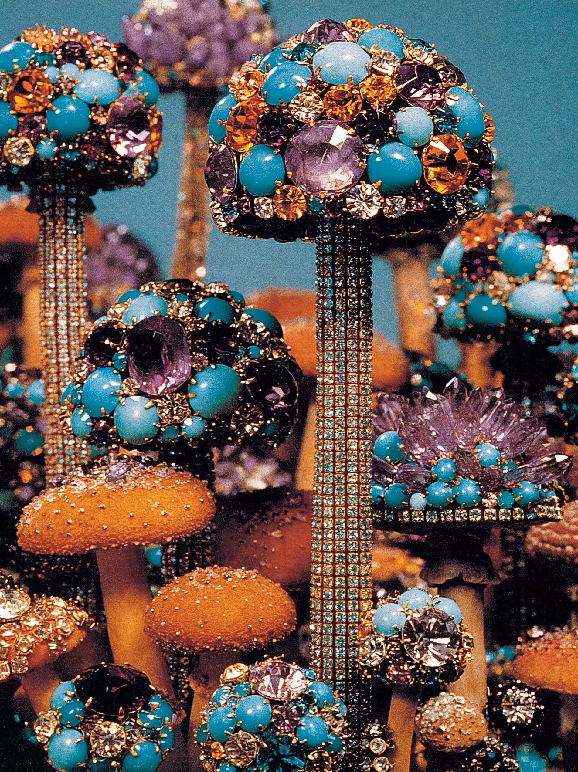 fancy fungi
