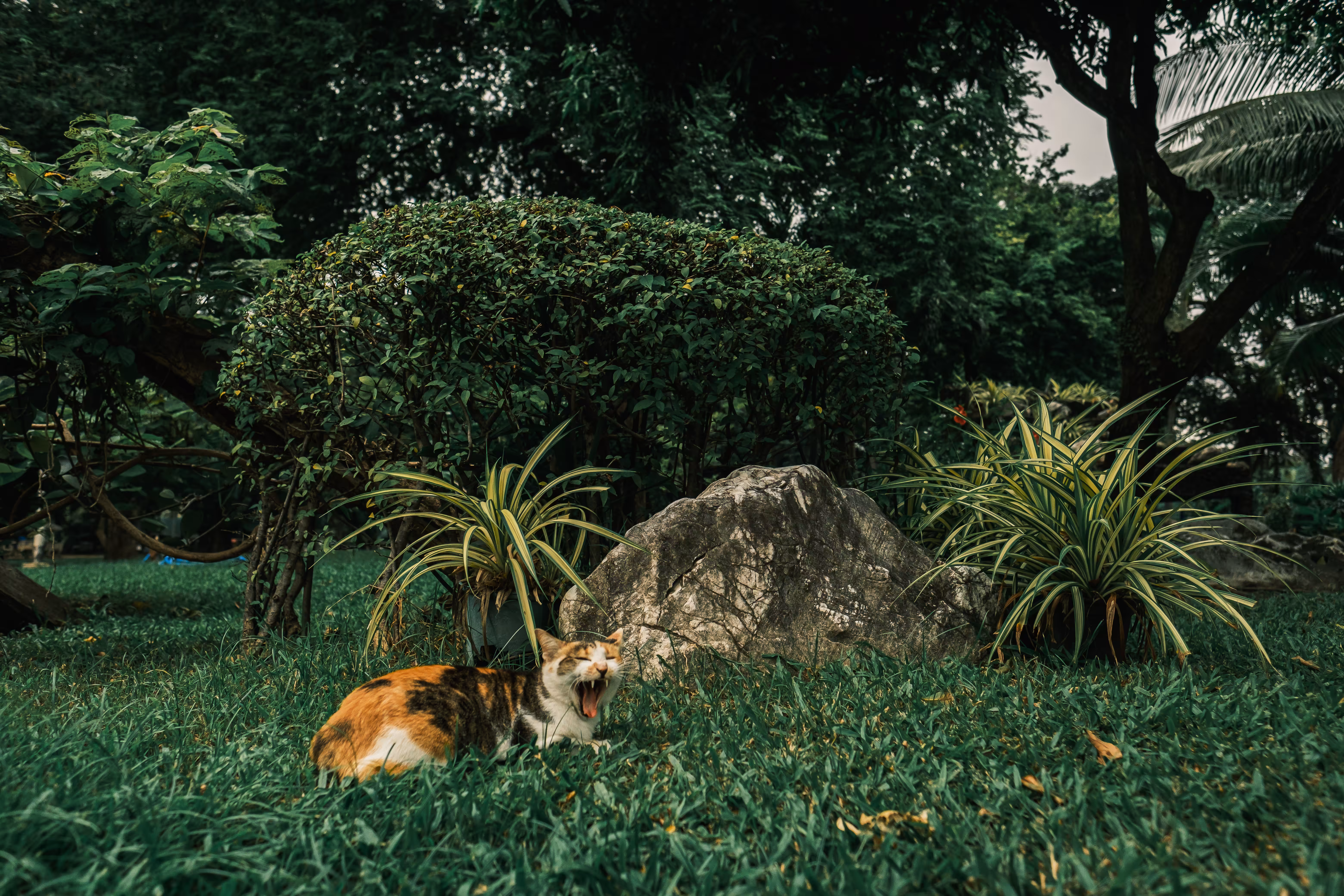 Sleepy Cat 003