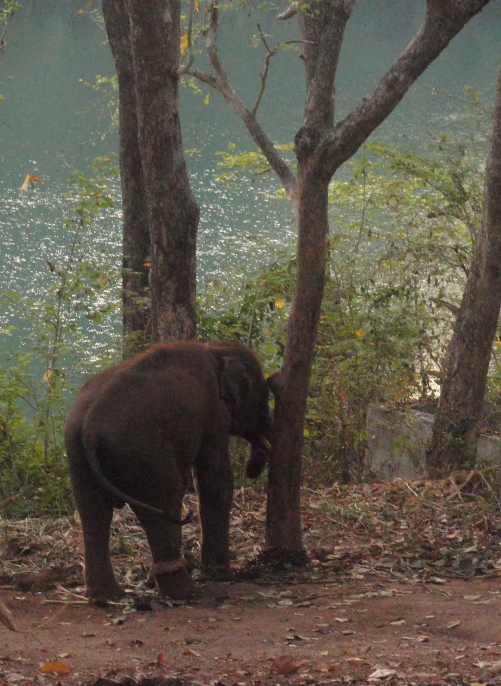 Baby Elephant