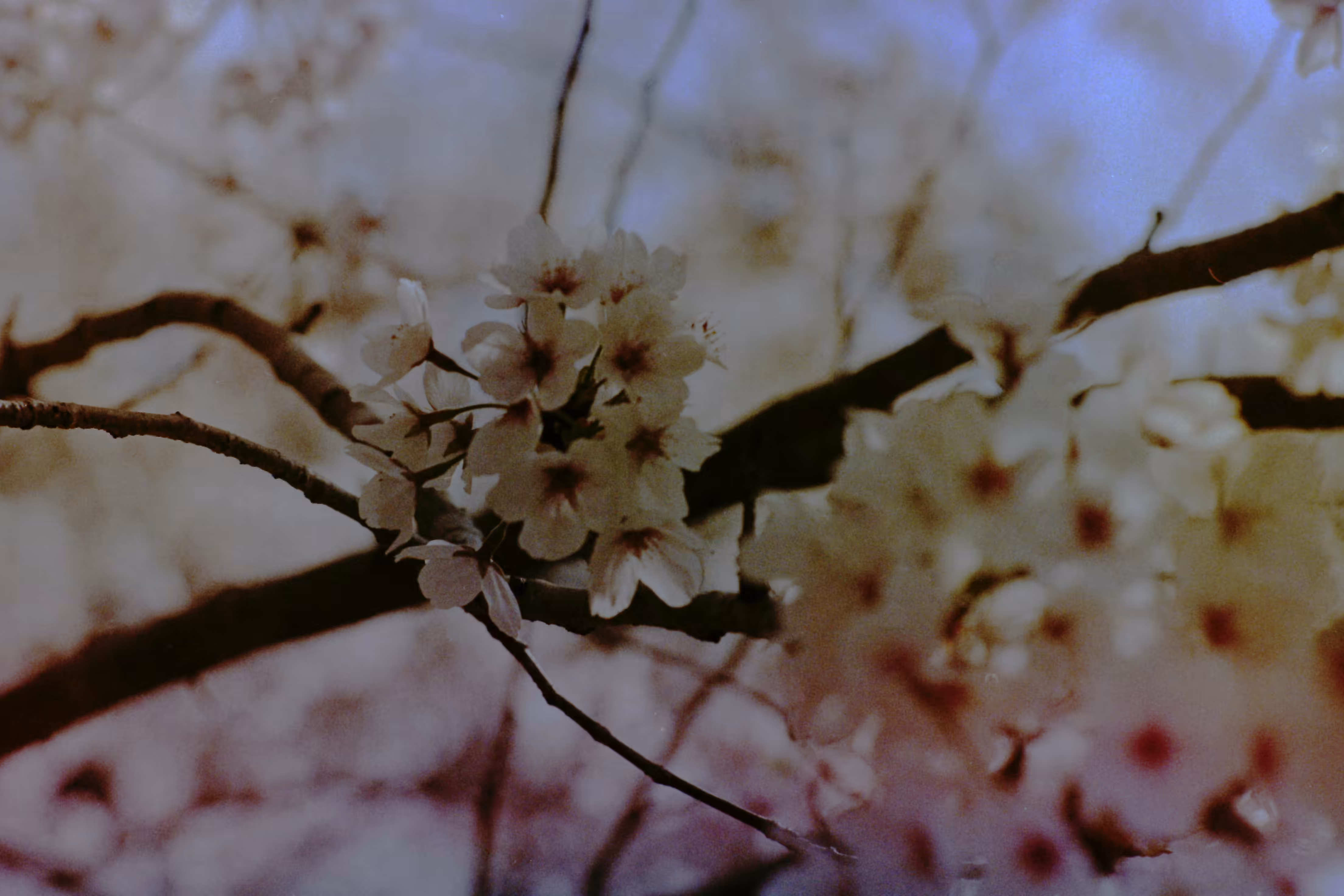 Heaven Series: The World of Film - Beautiful World