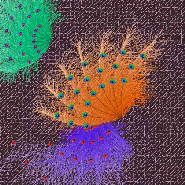Oriental Peafowl Impression #18