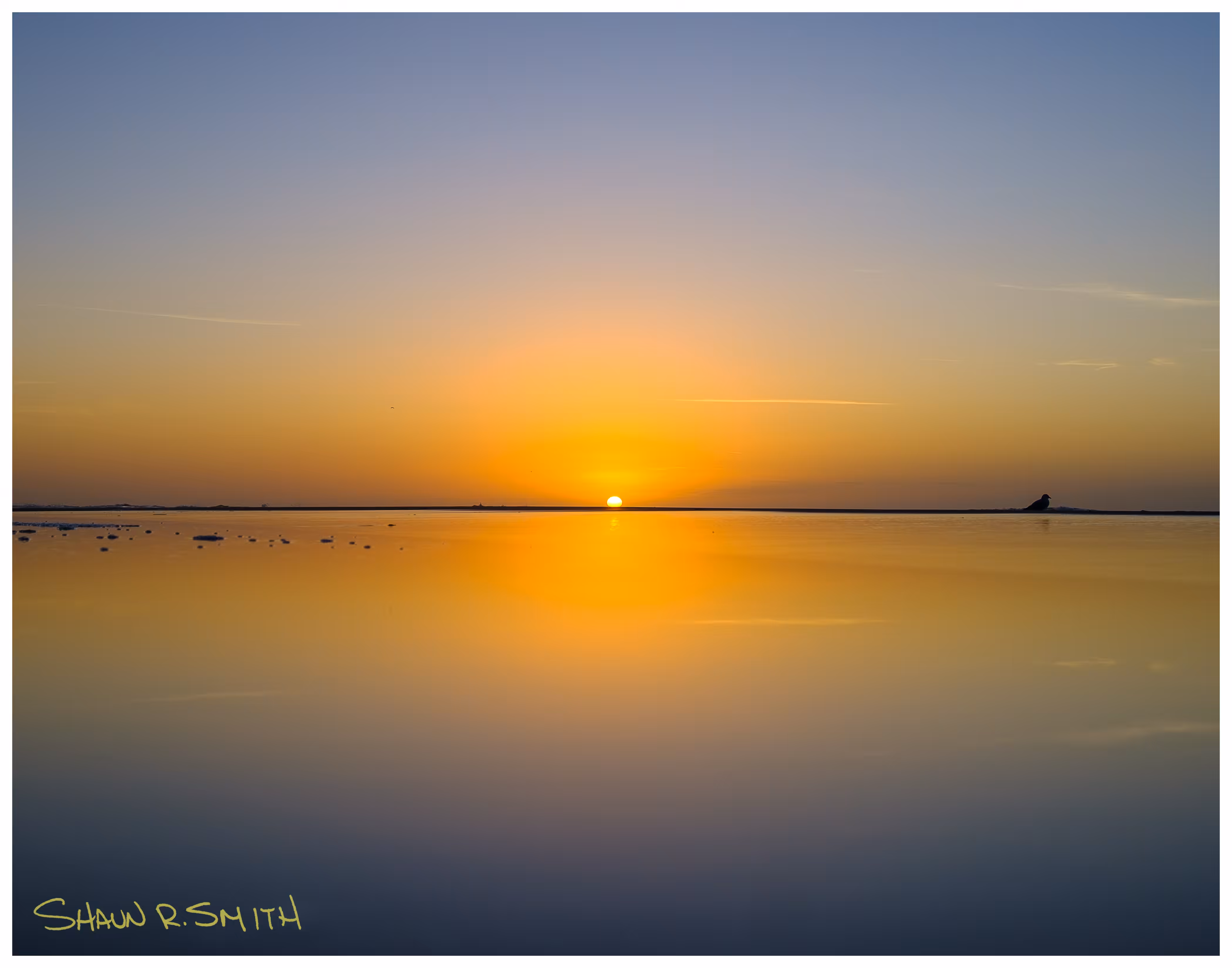 Seagull Sunrise Reflection