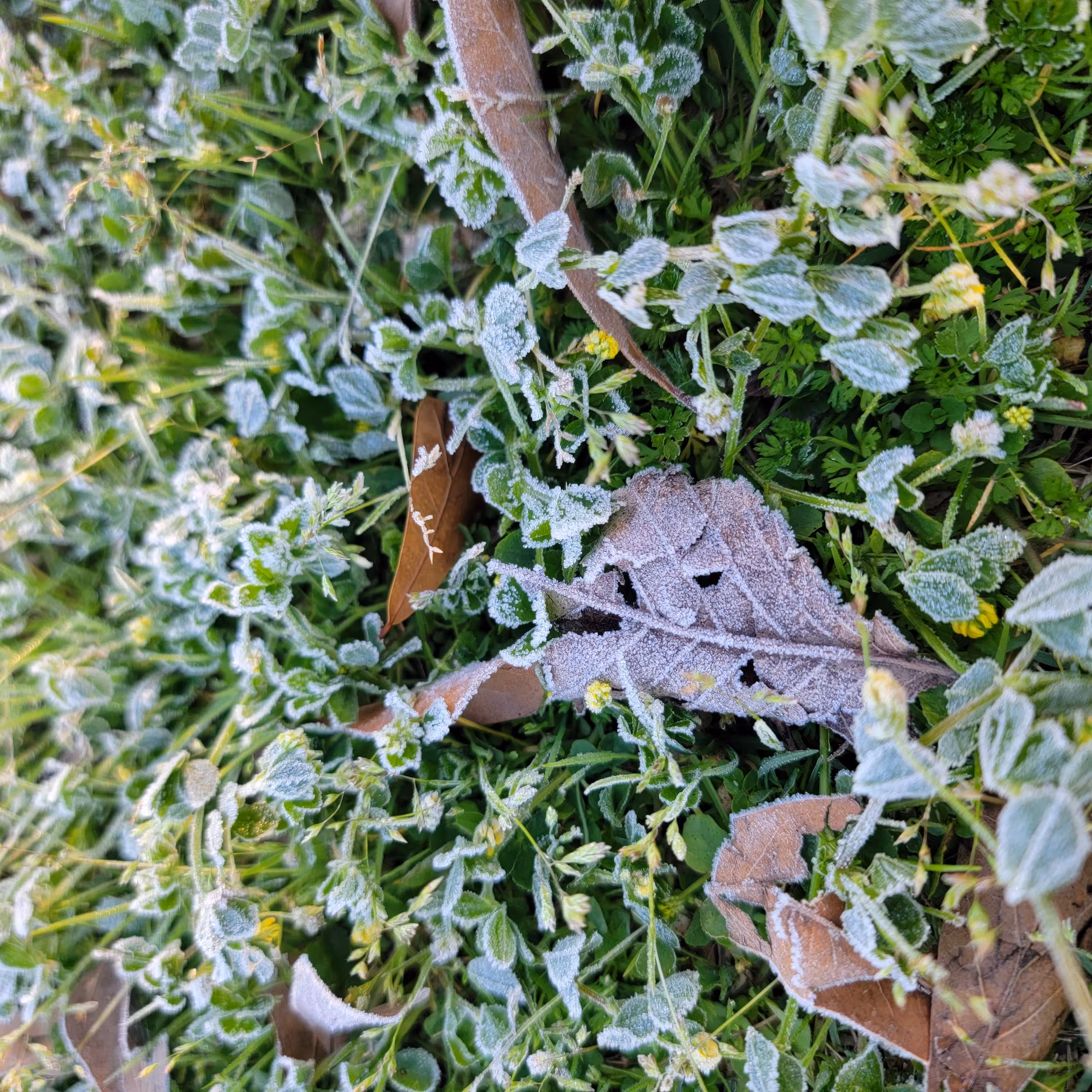 Frost Kissed Foliage