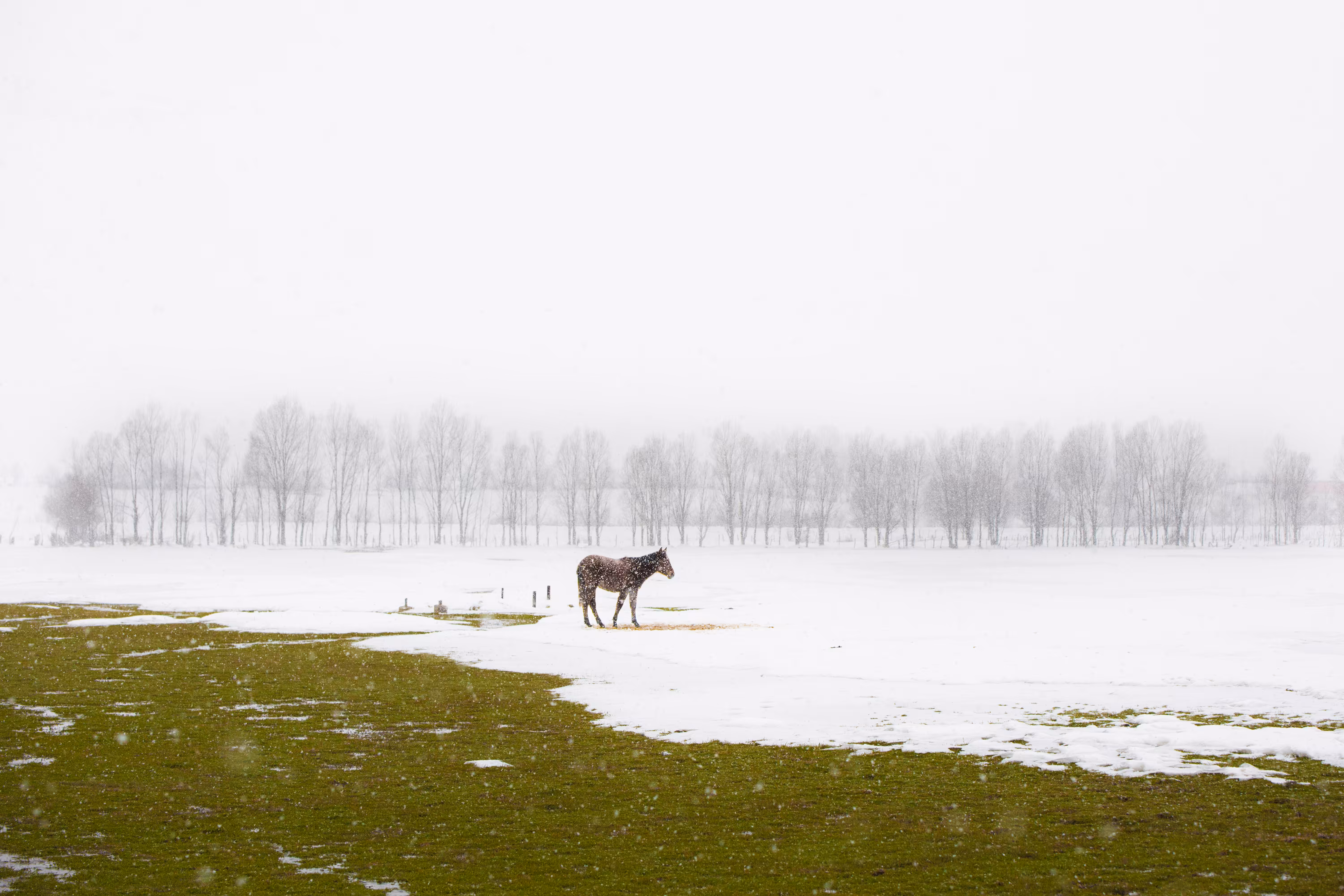 Alone Under the Snow
