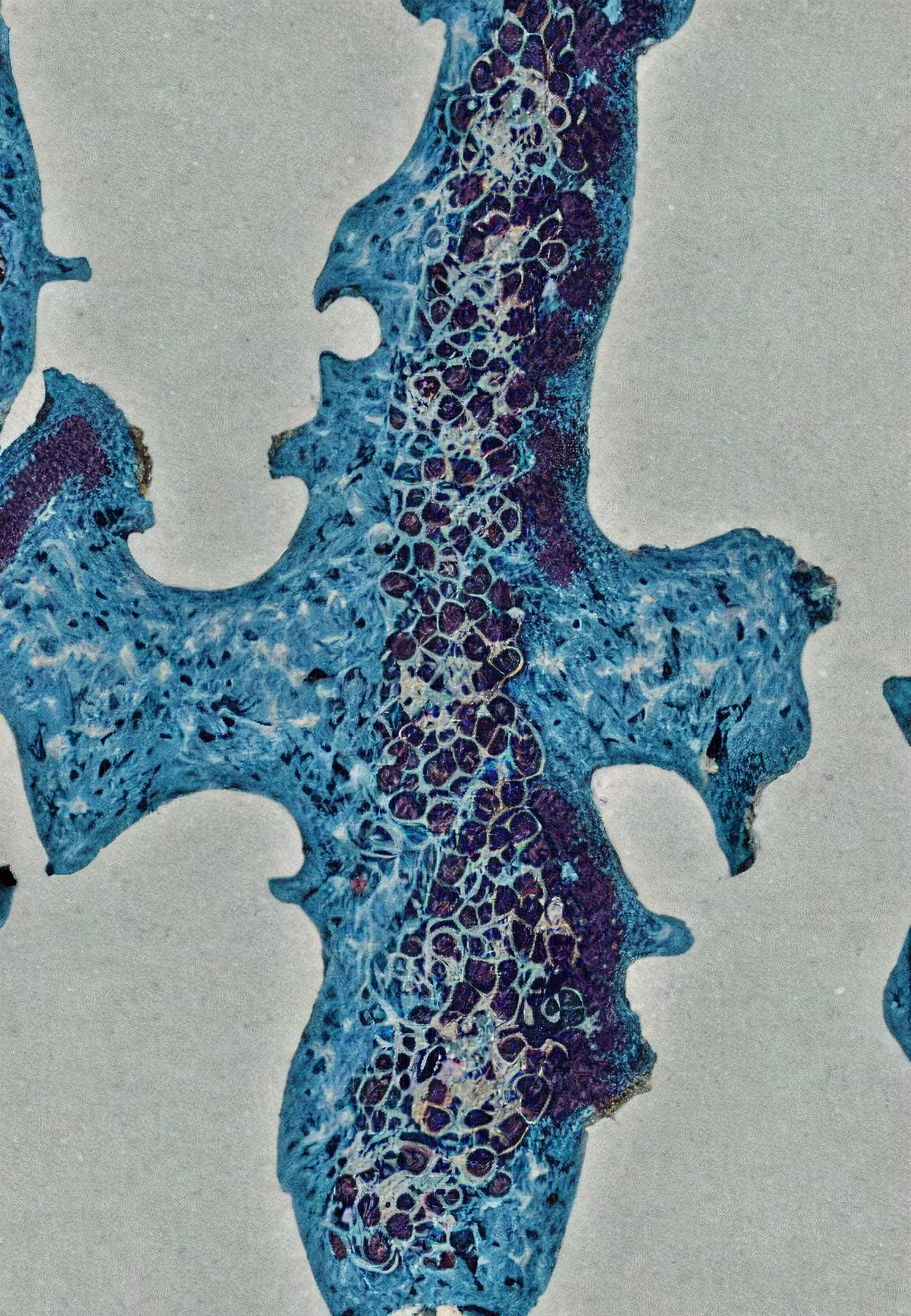 Histologia In Silico #22