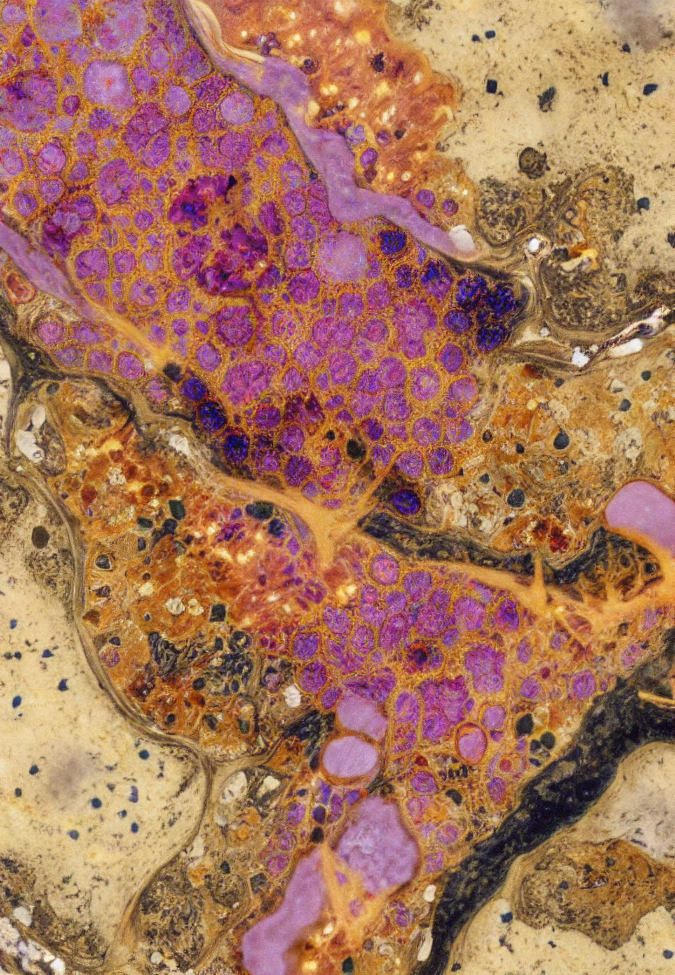Histologia In Silico #258