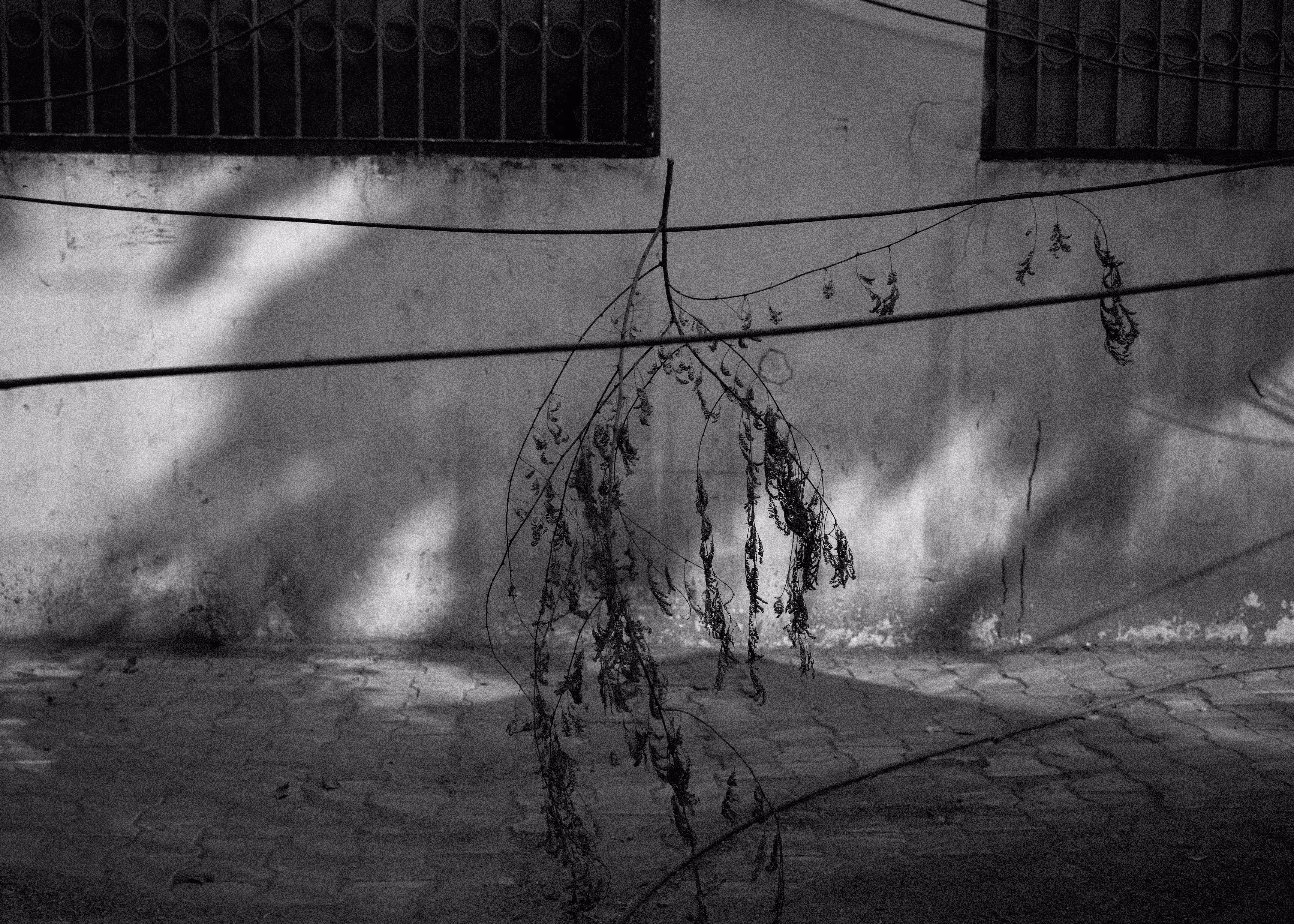 nicely fallen, not hanging
