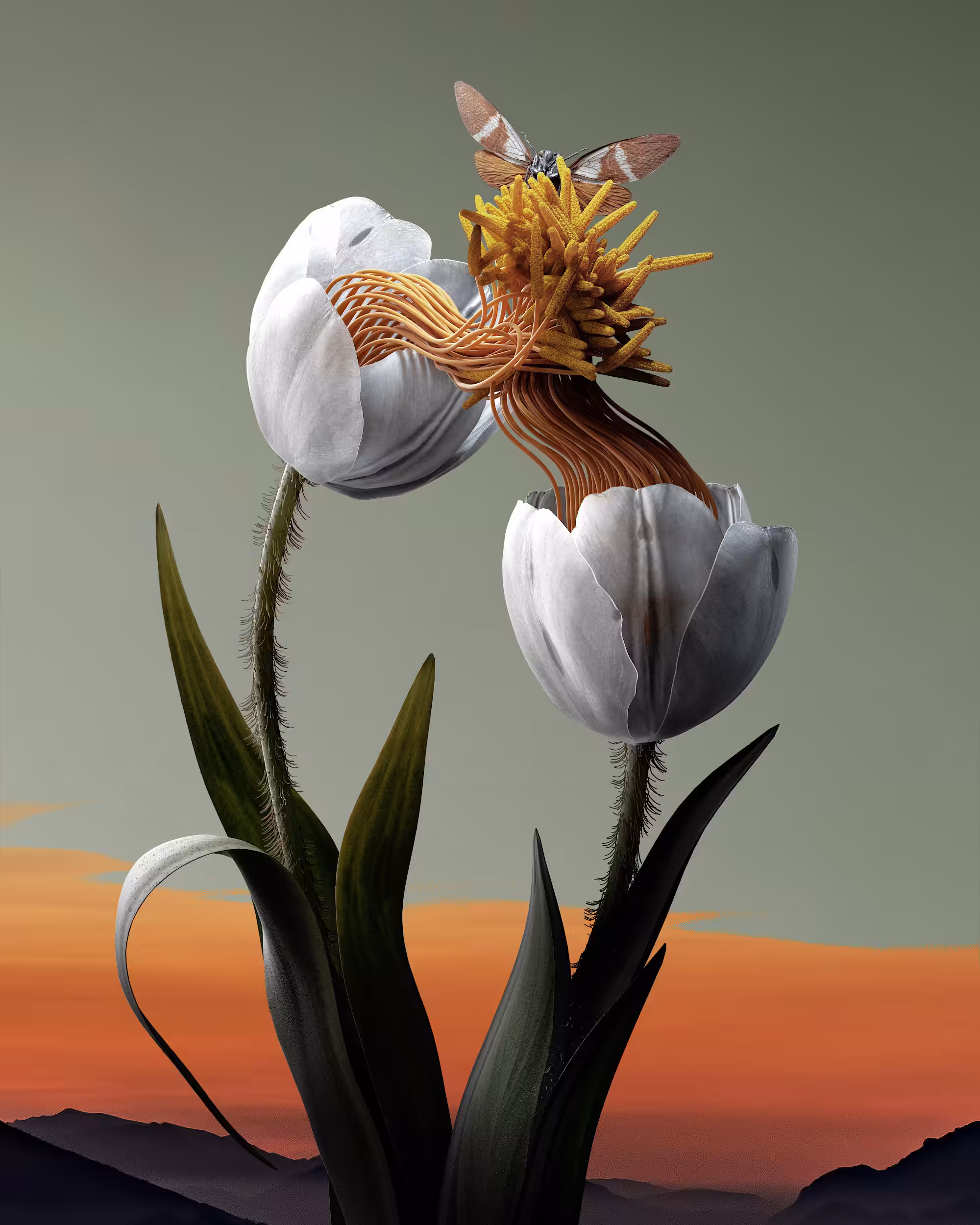 Tulipa Nodatus