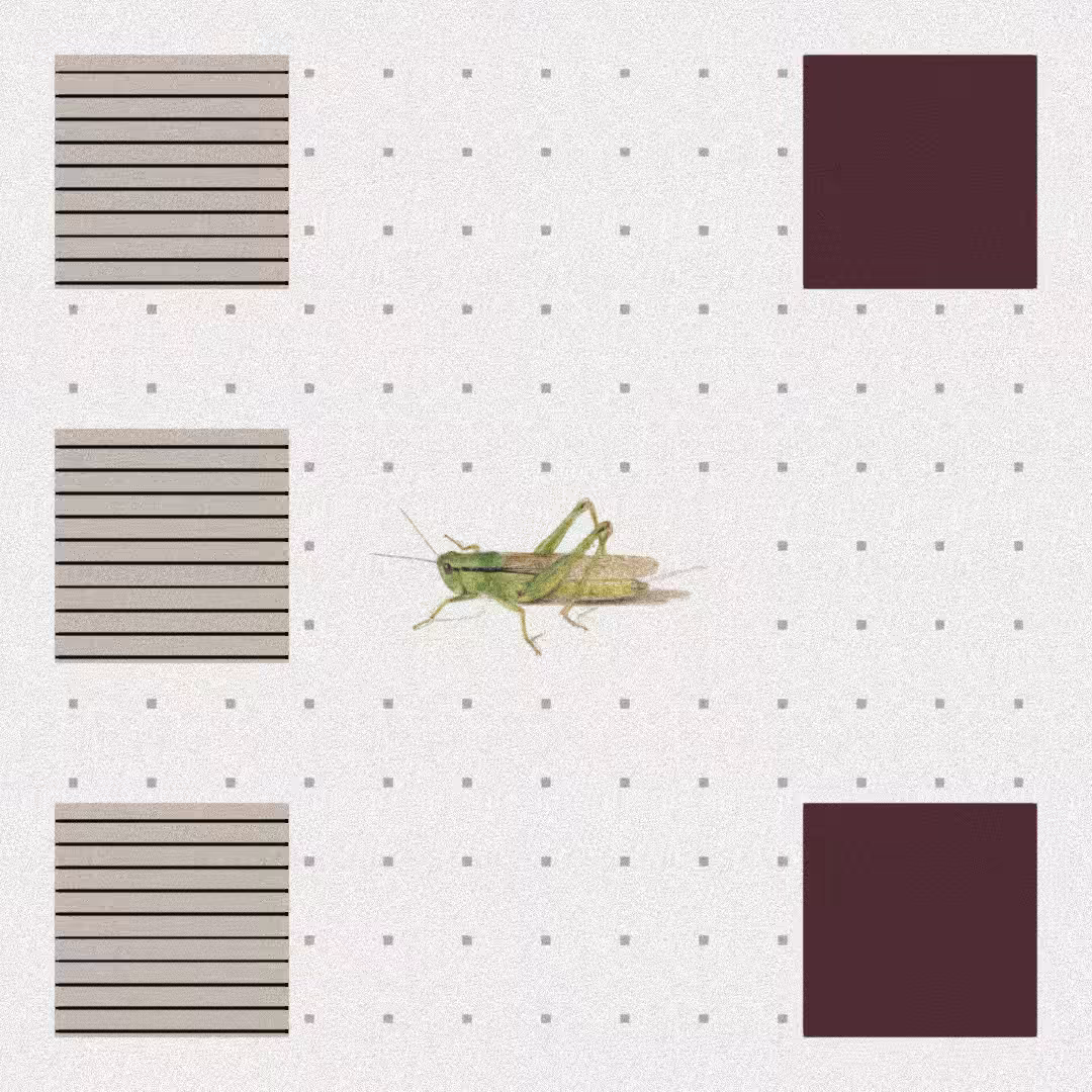 Grasshopper #50