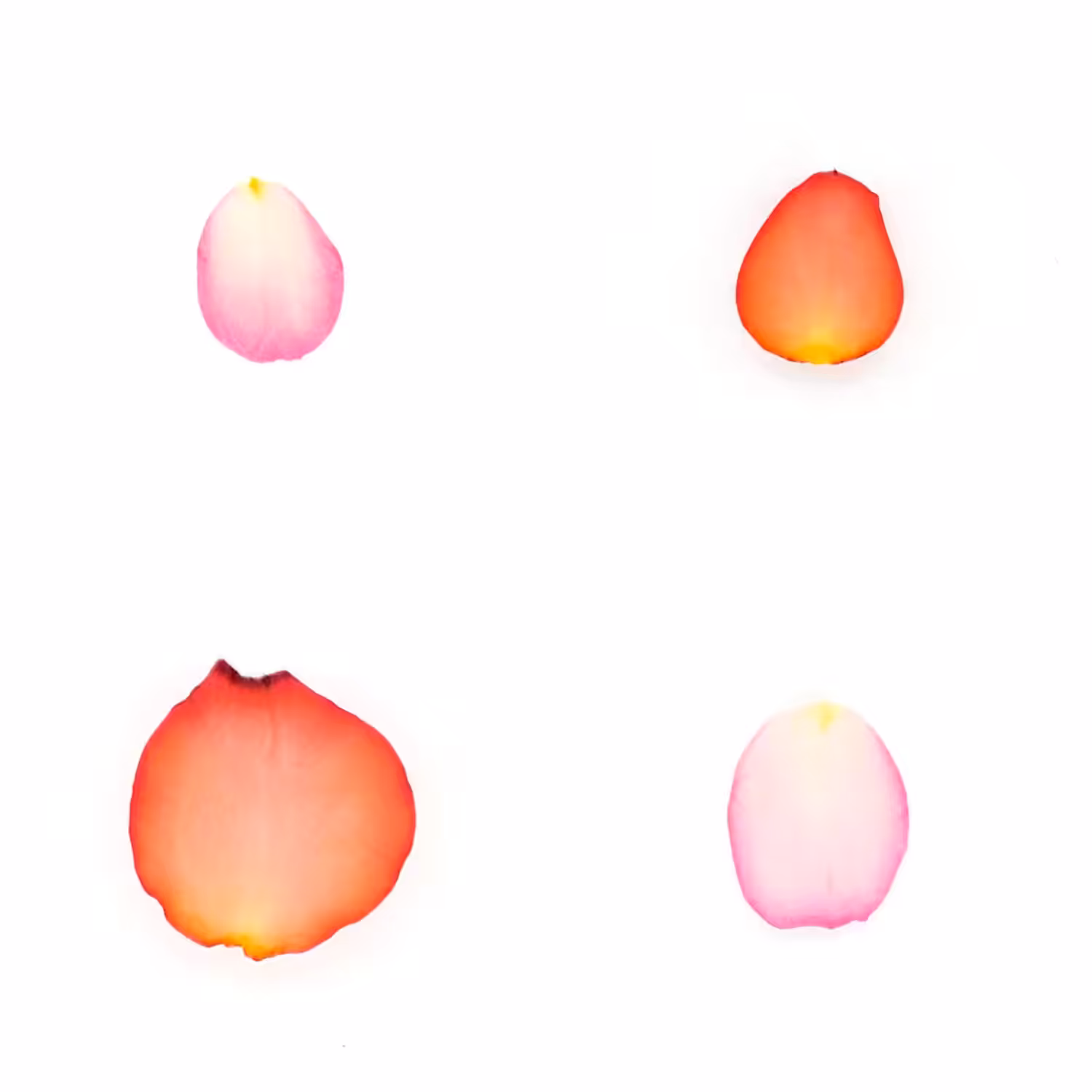 Infinite Petals 2x2#20546