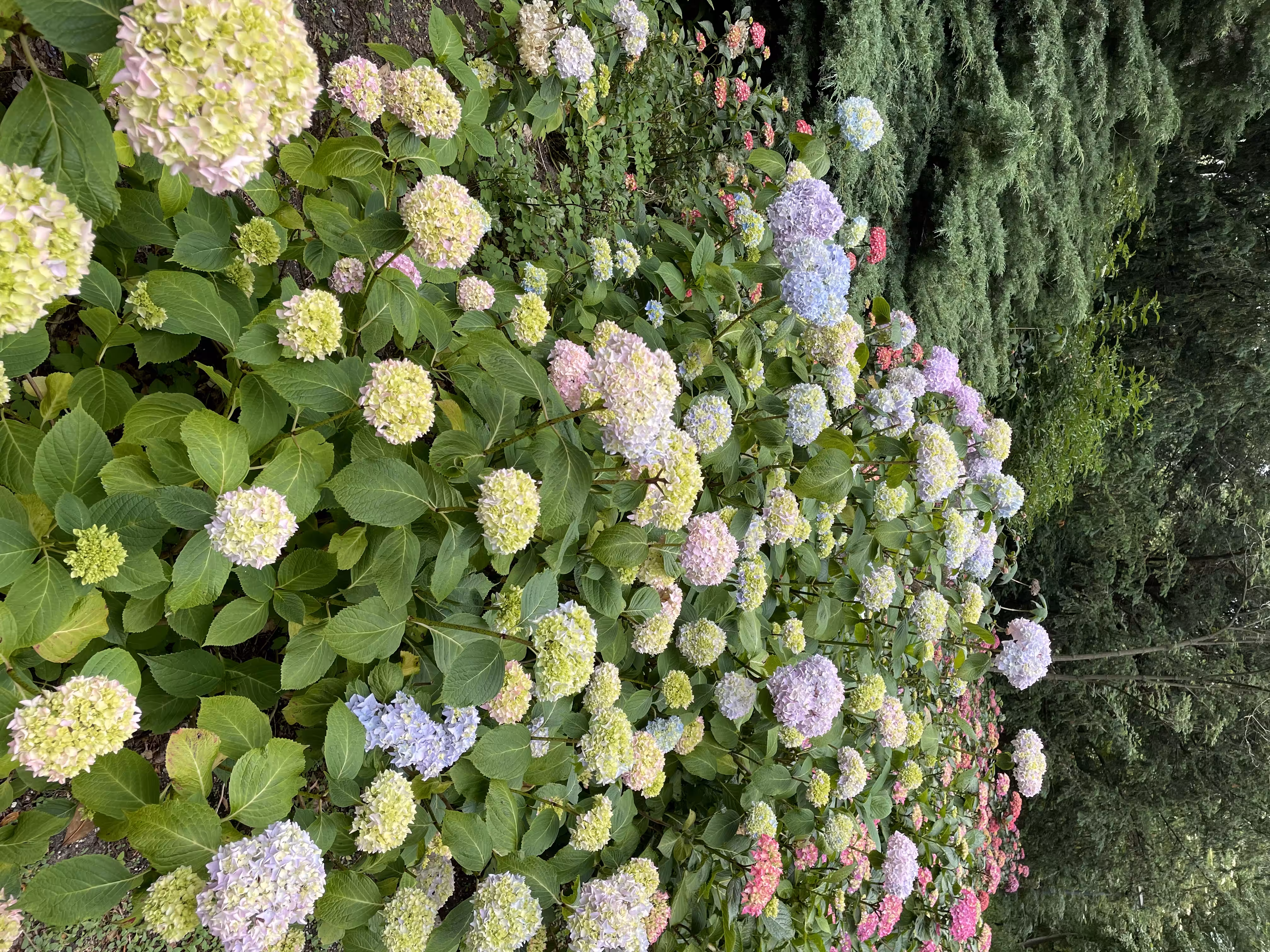 Amstelbloom