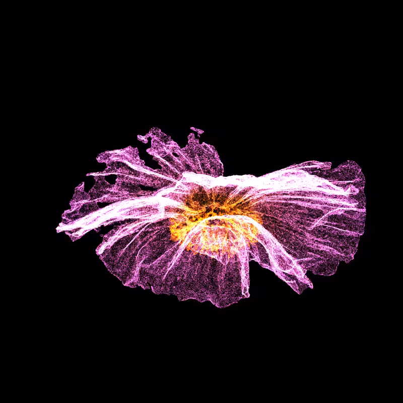 White Poppy 30 #266