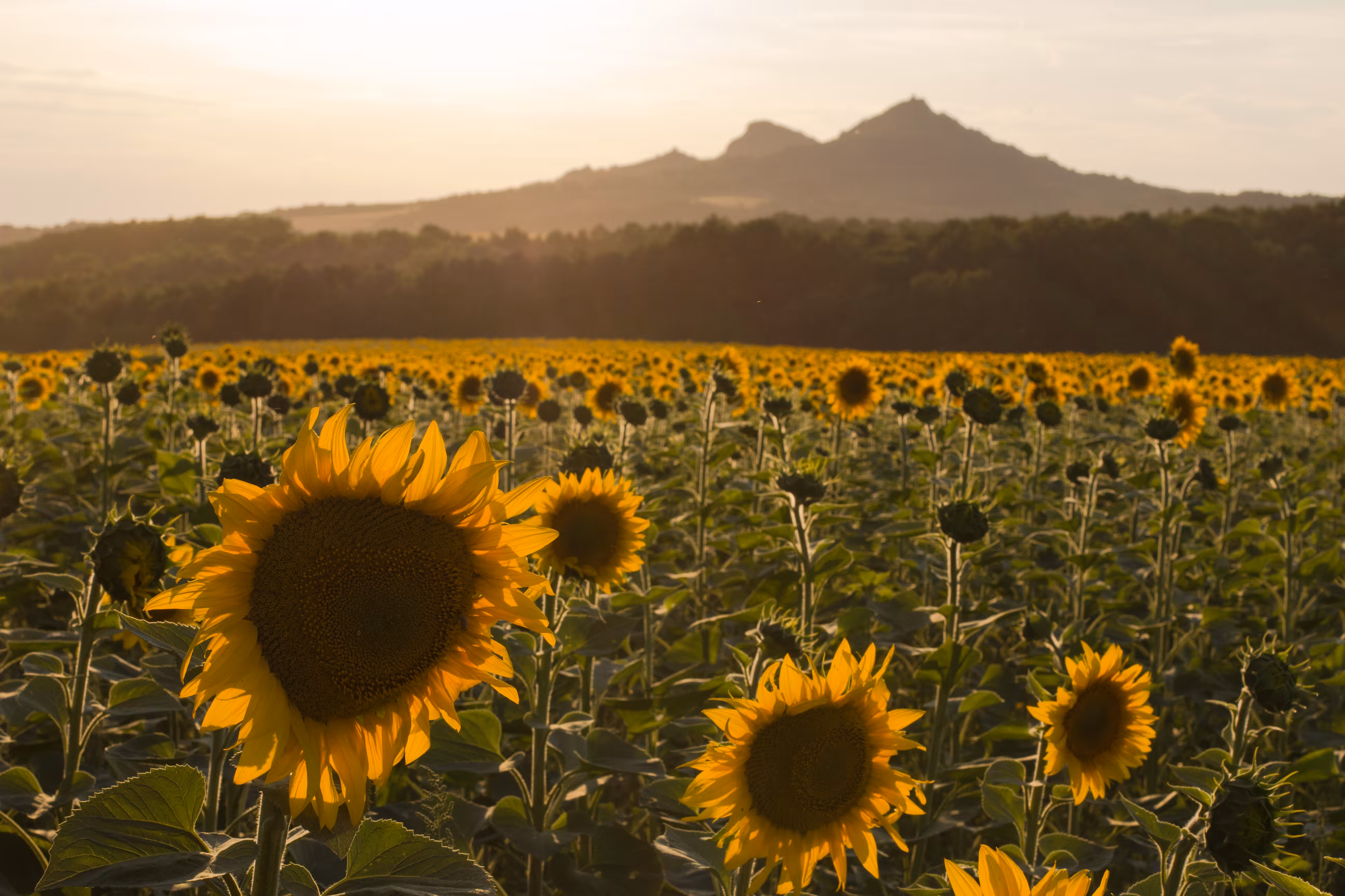 csobankapusta sunset sunflowers