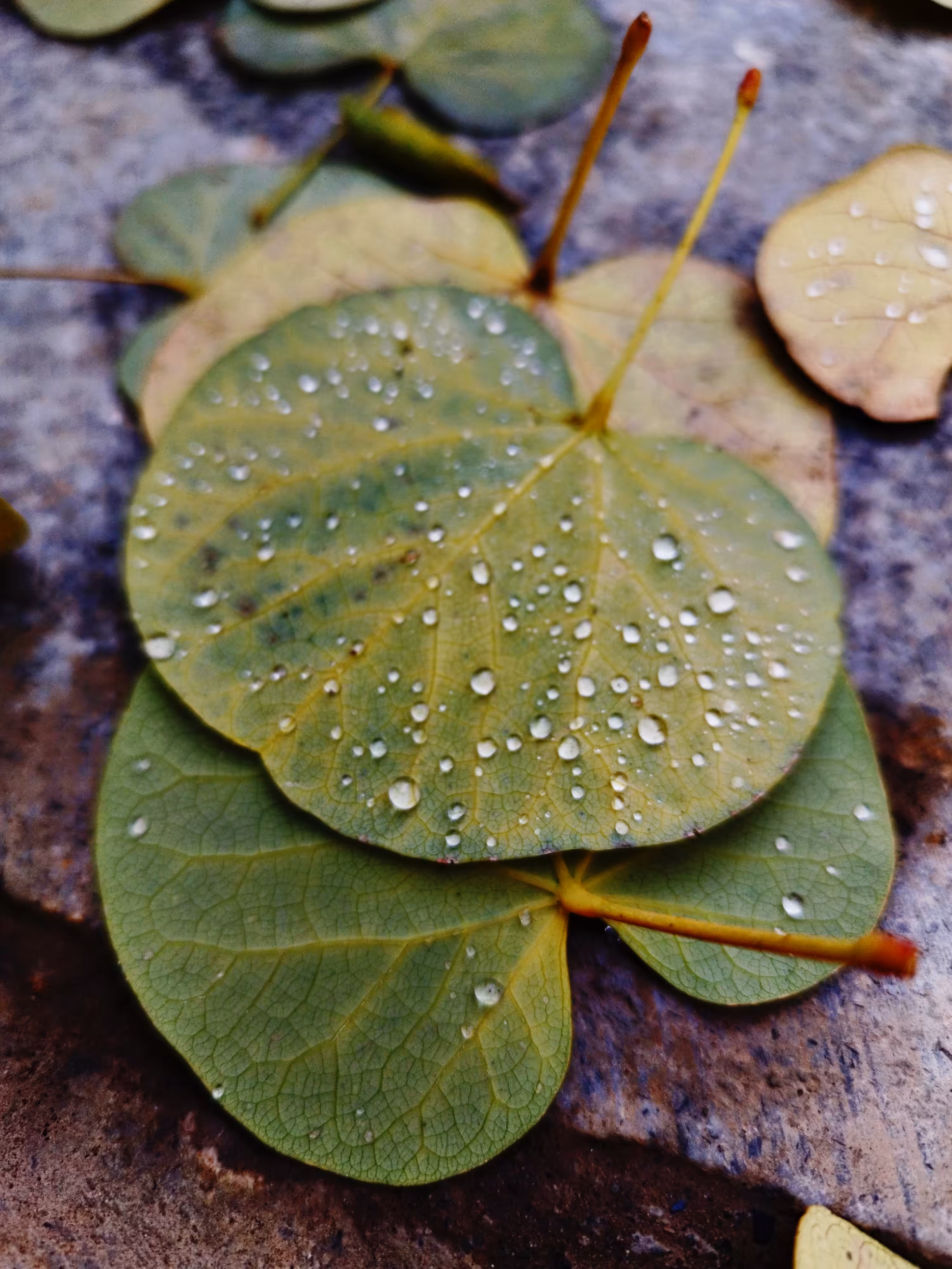Peaceful drop