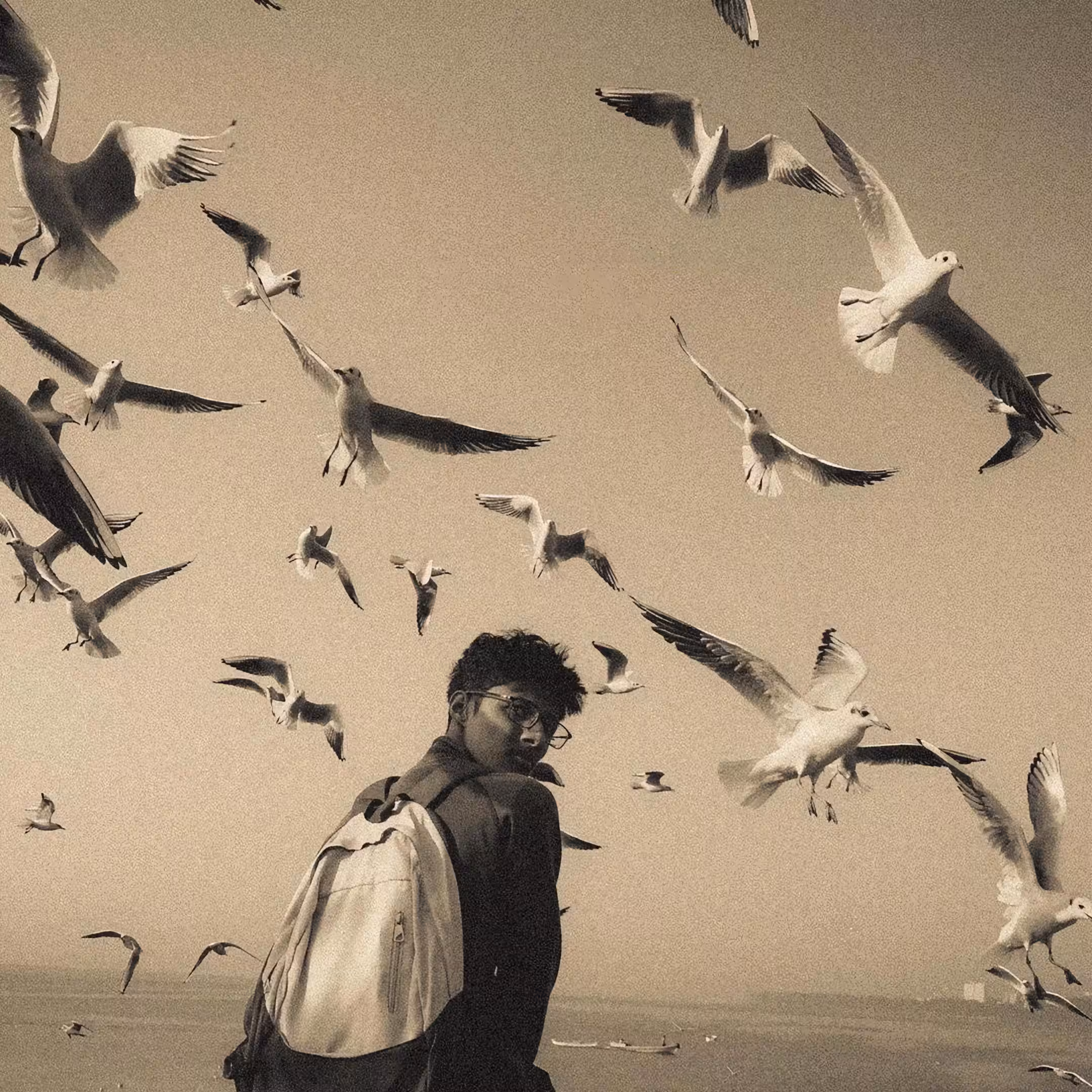 among seagulls