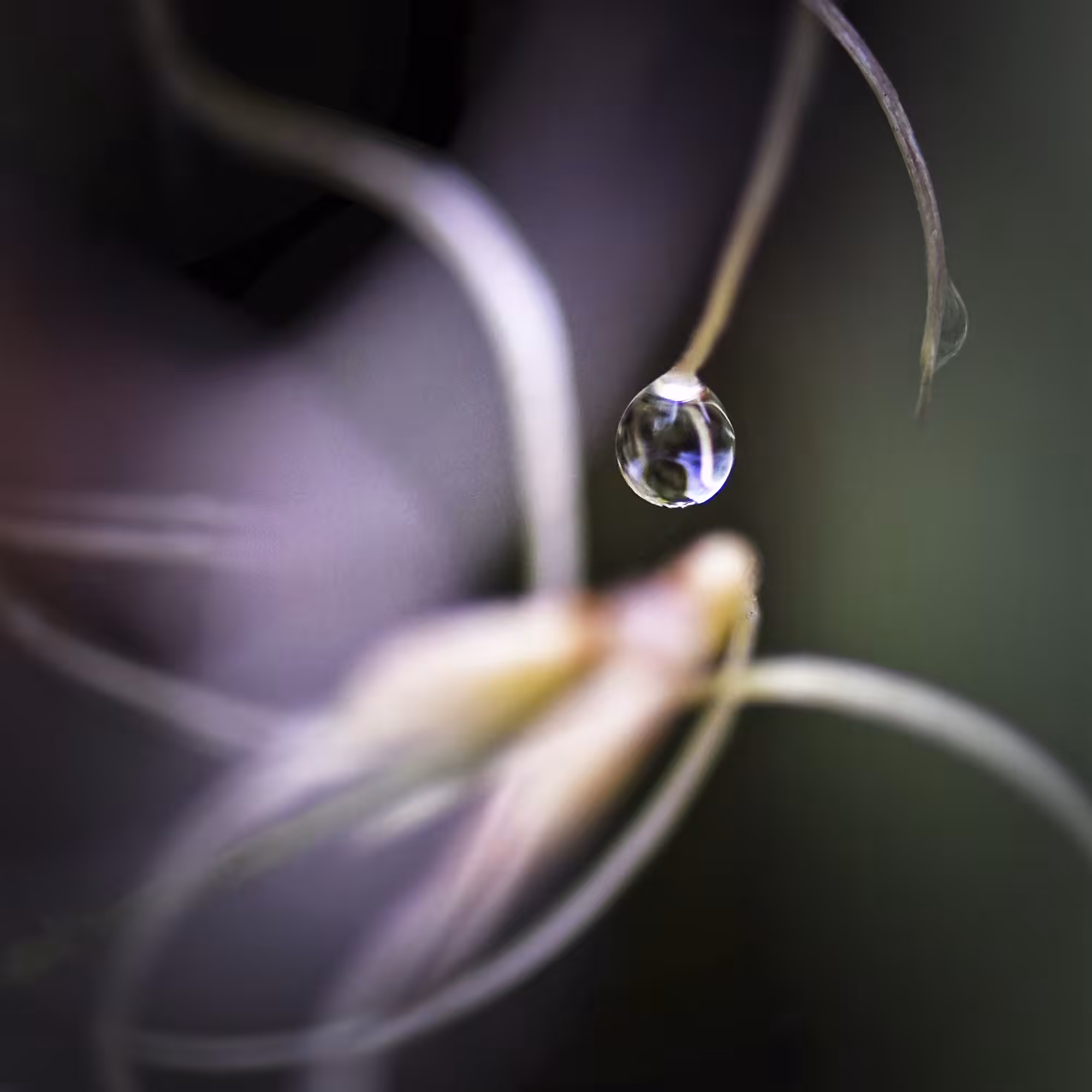 Simple Elegance