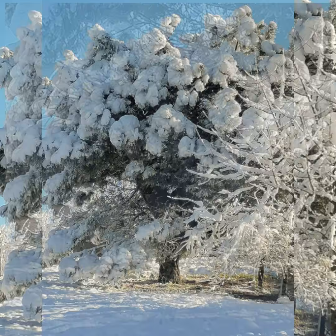 A Dream in snow 