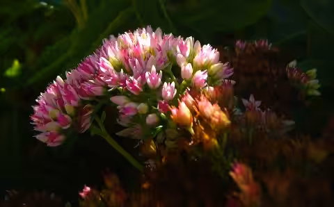 Autumn joy