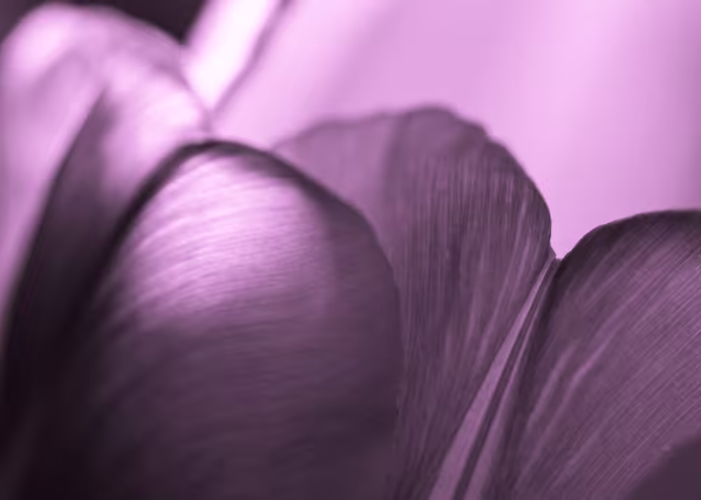 Tulipmania