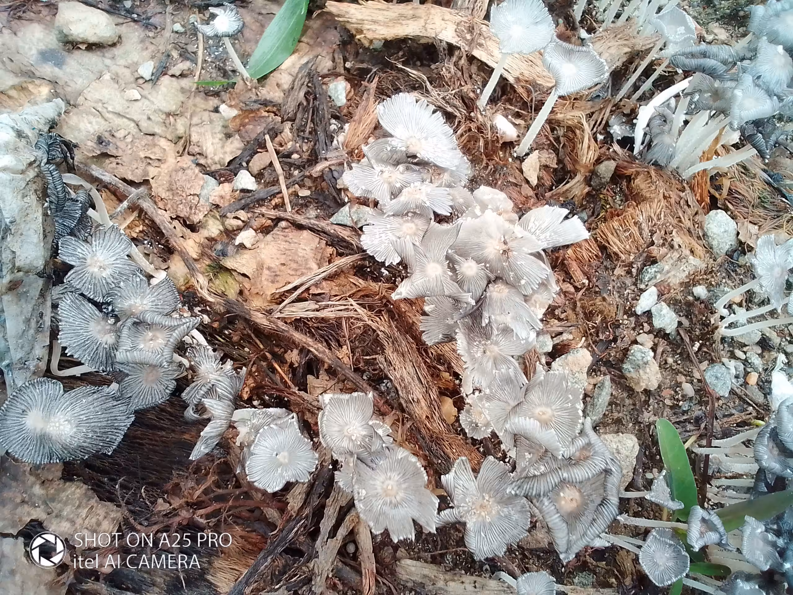 Ink's Cap