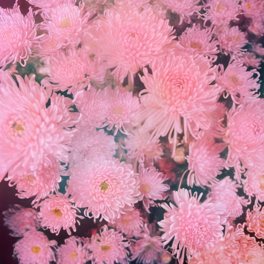 Bloom #8