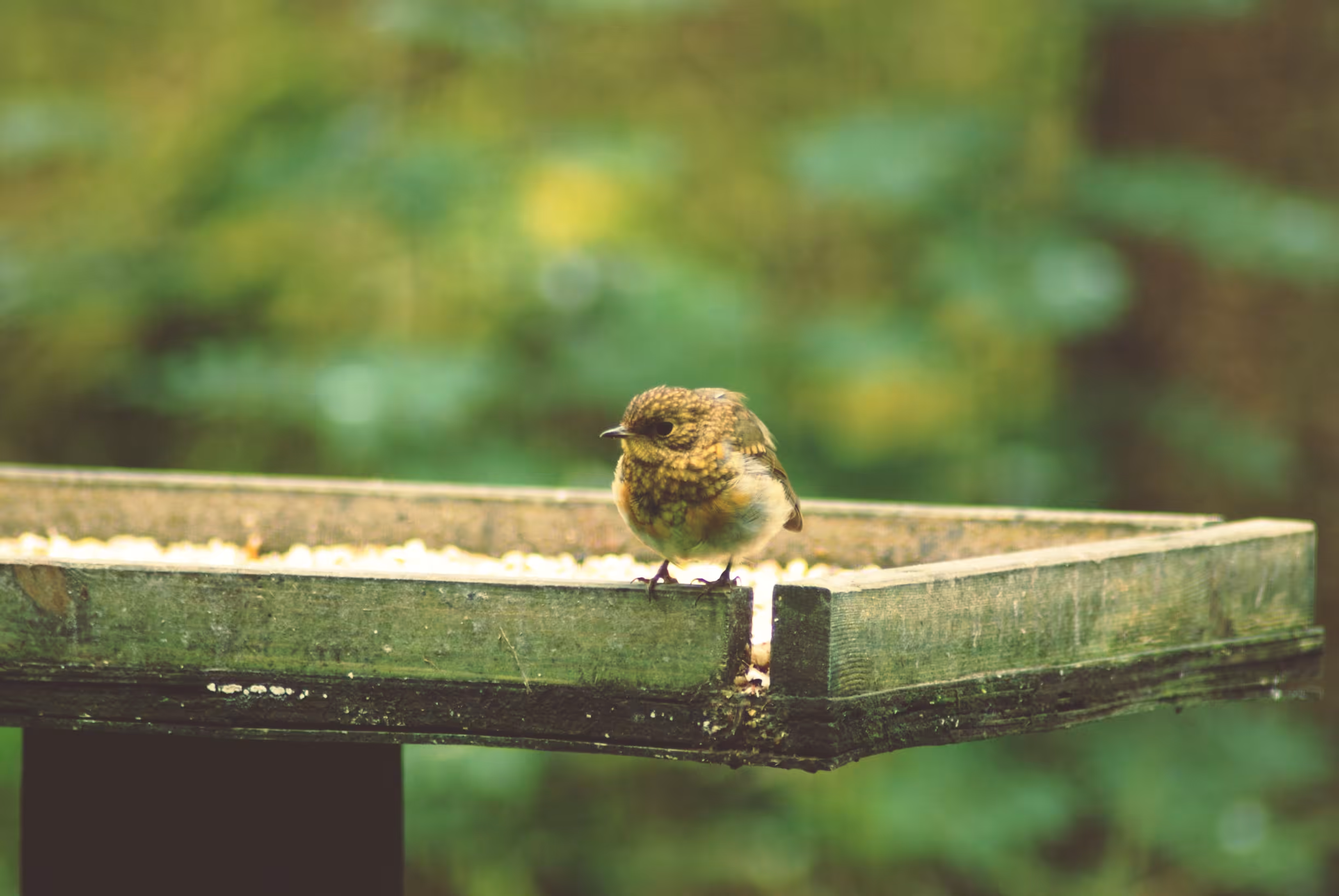 Perched Wren