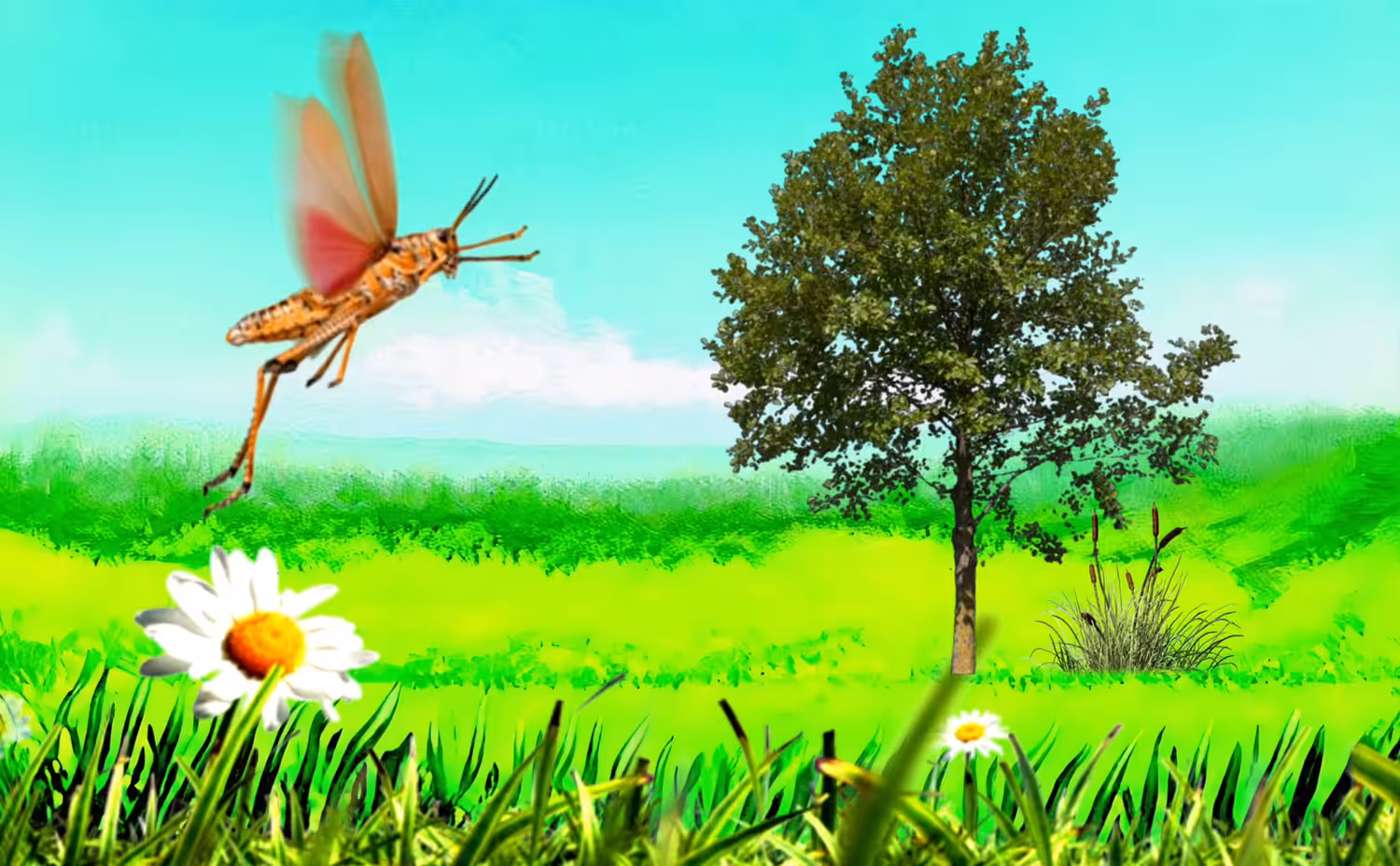 YOUNG GRASSHOPPER 