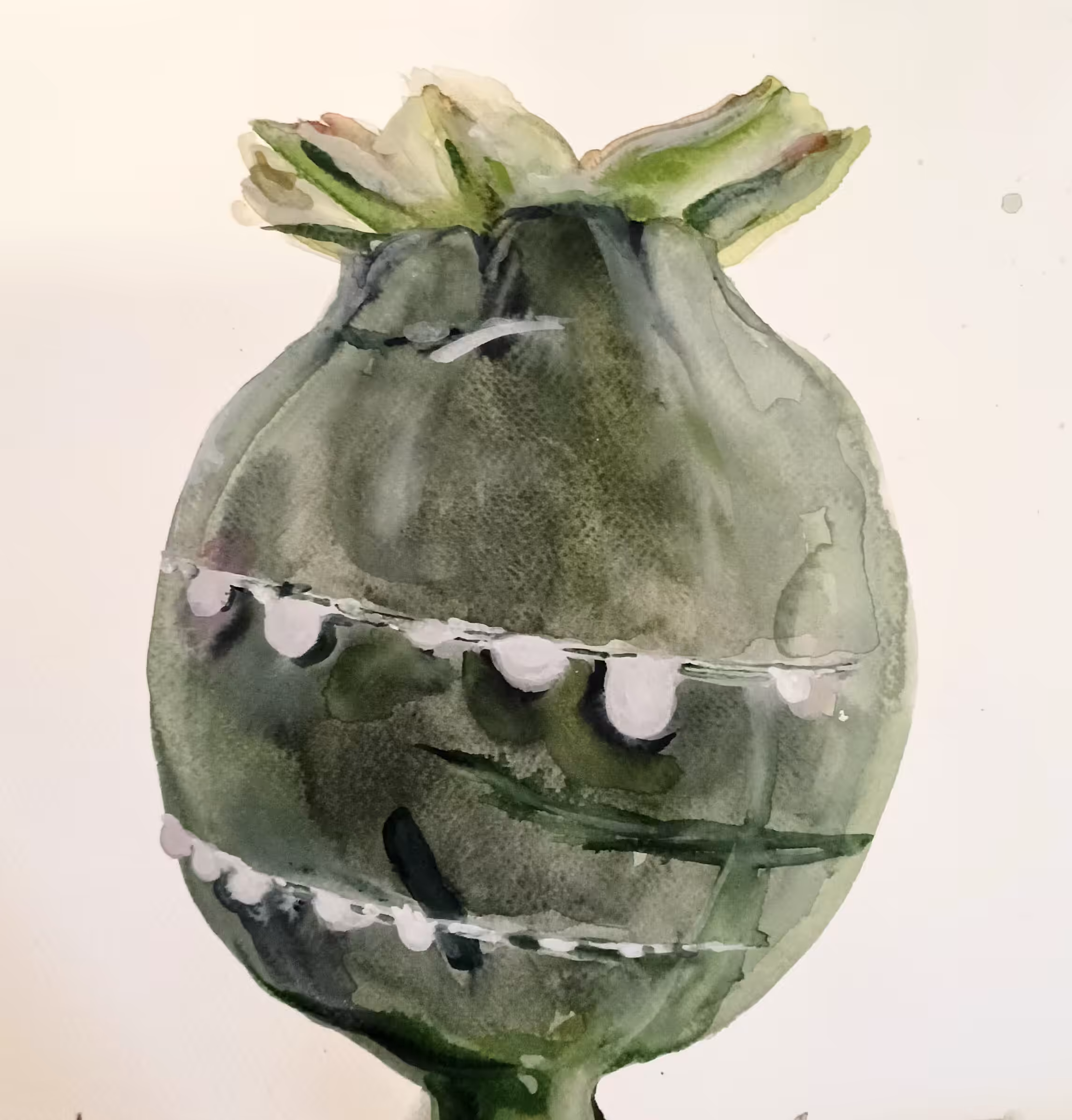 Poppy Tears