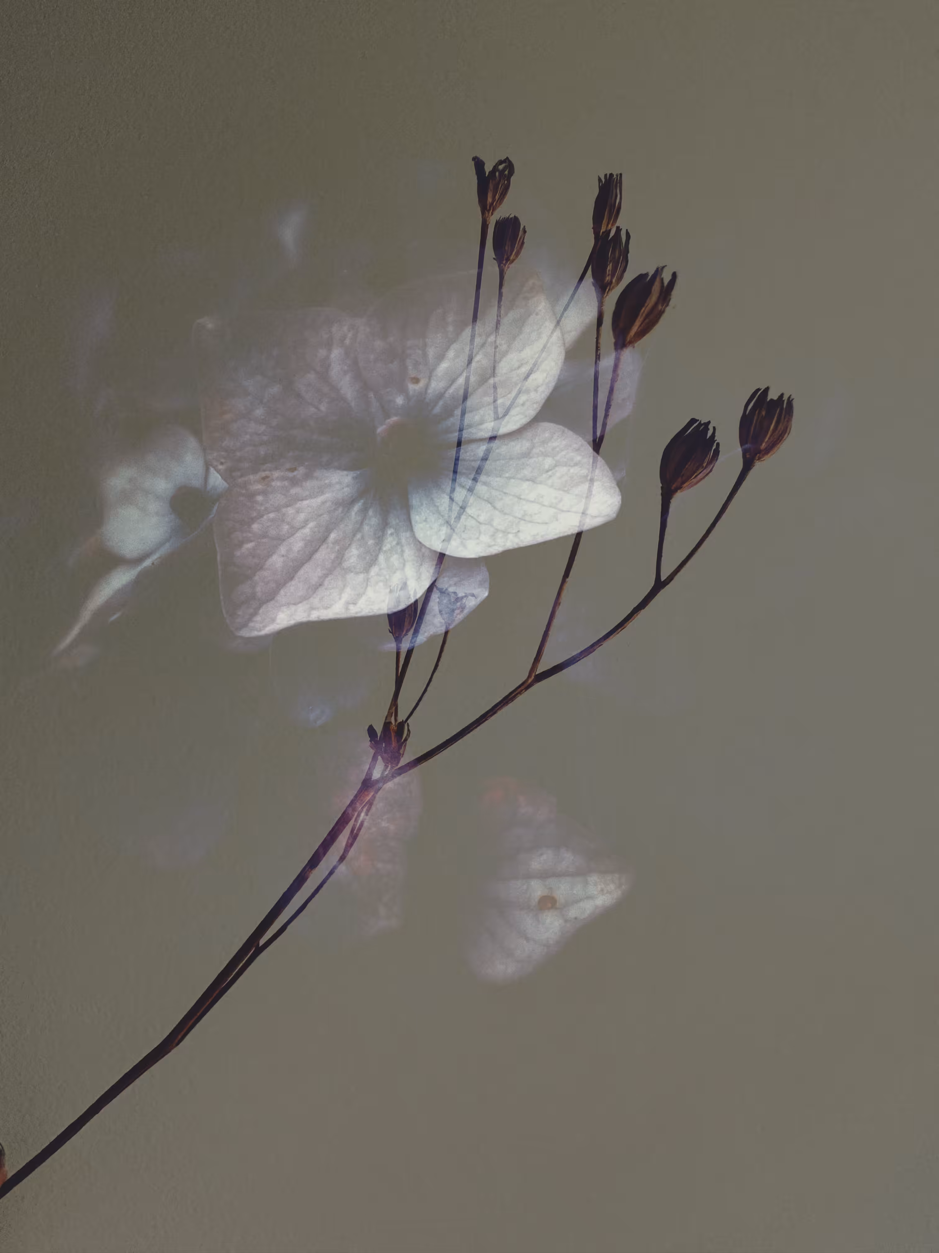 Natural Harmonies ~  Purple Embrace