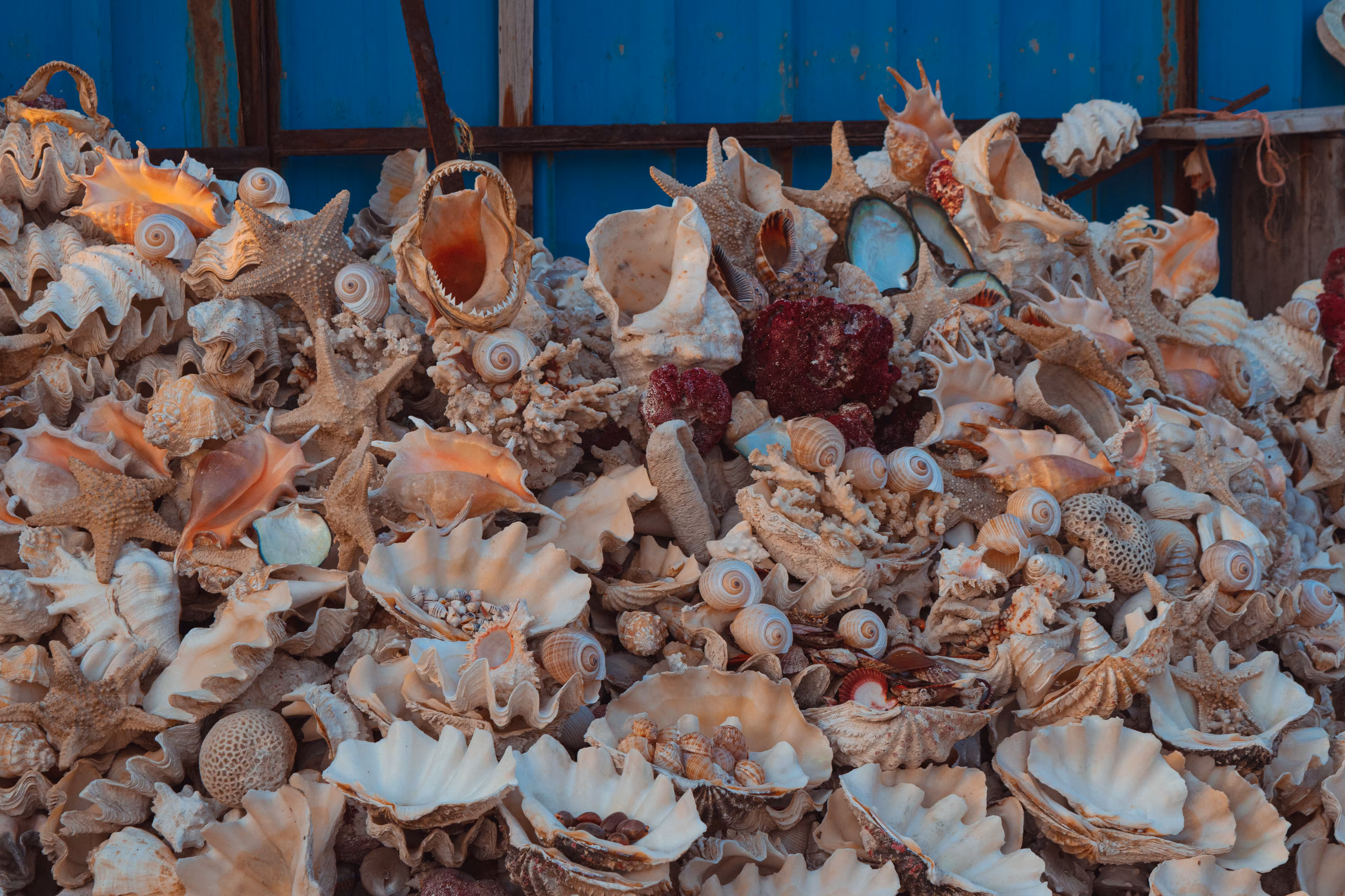 Sea Treasures
