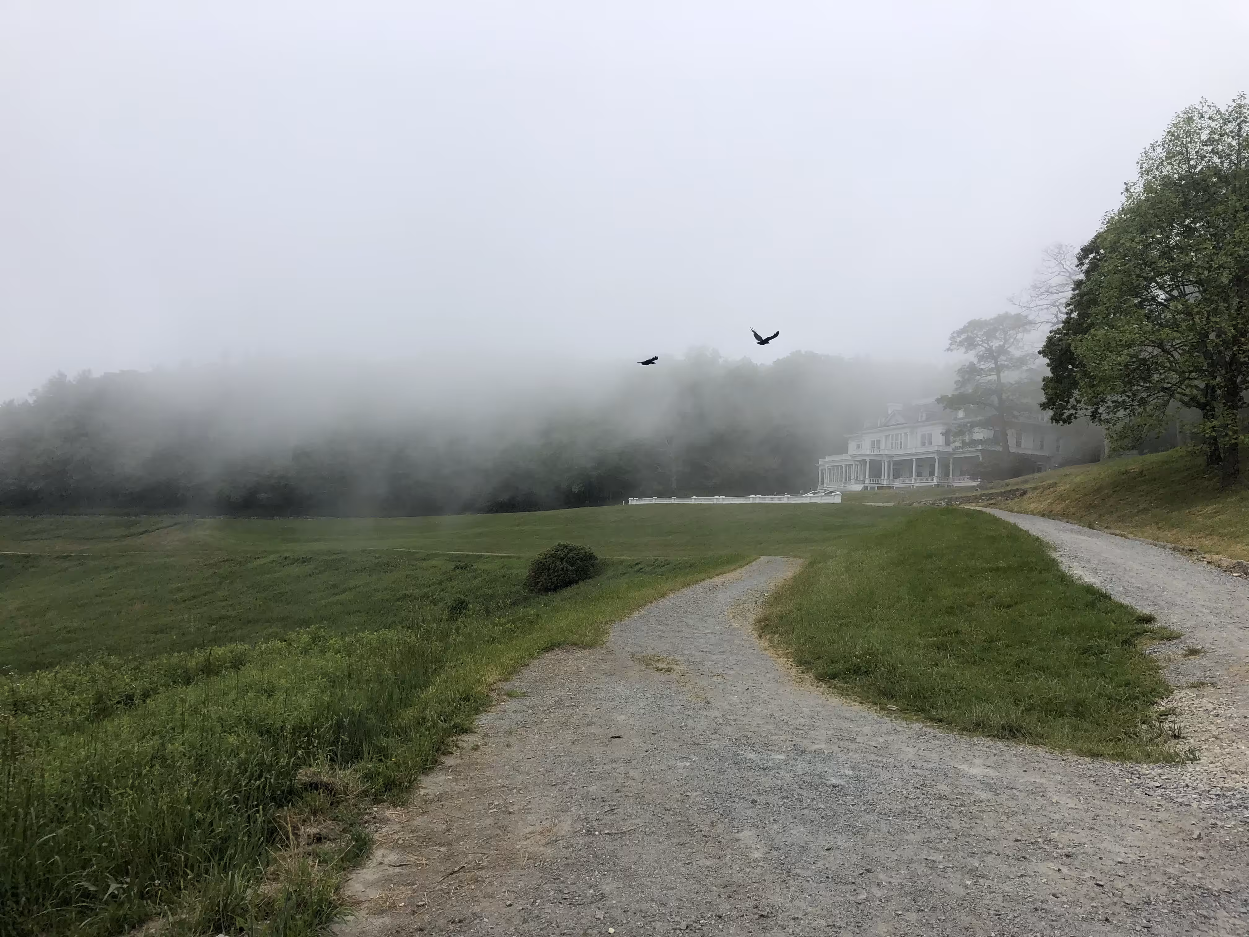 Winged Enigma