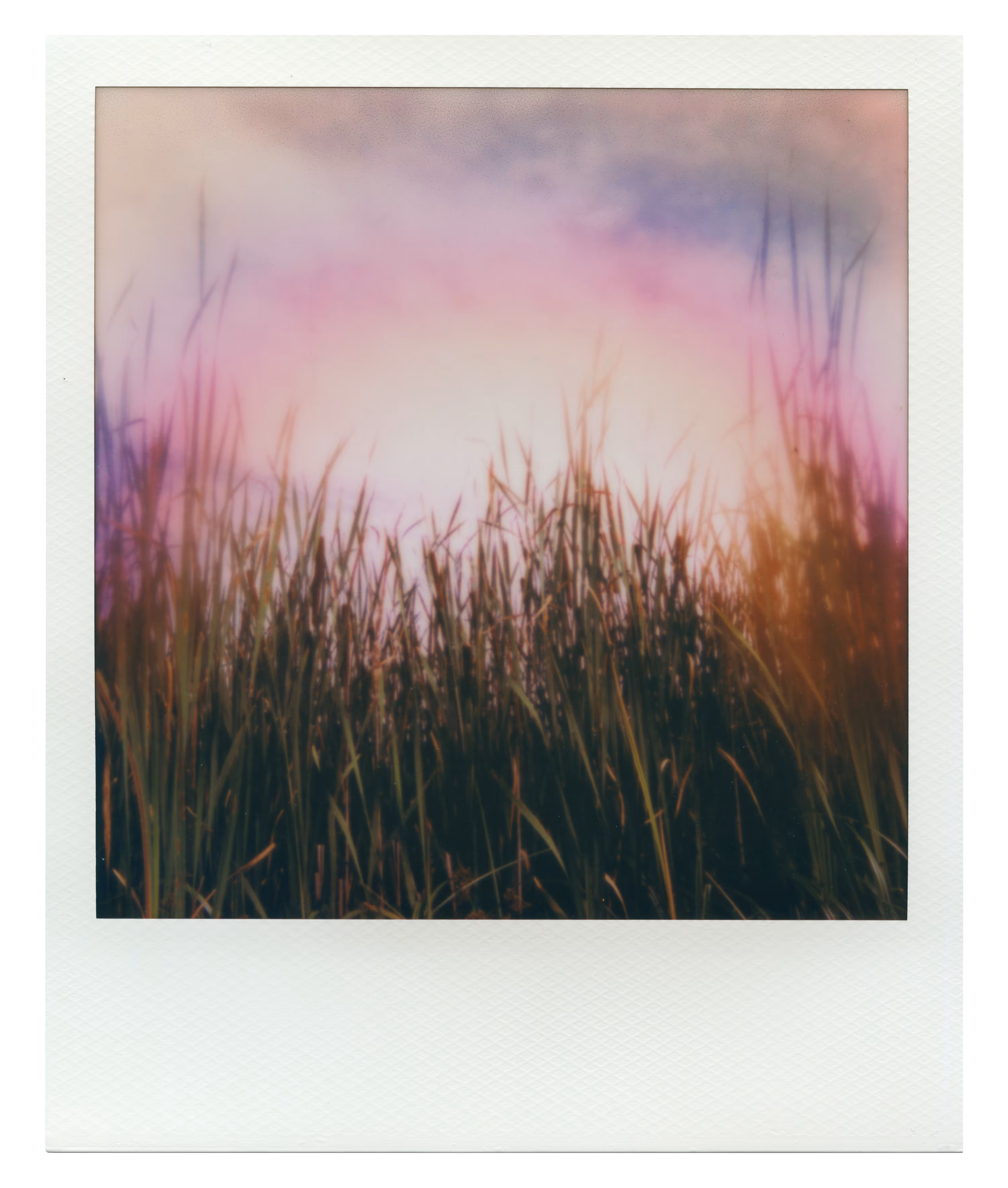 Endless Summer  |  54  | Manifestation