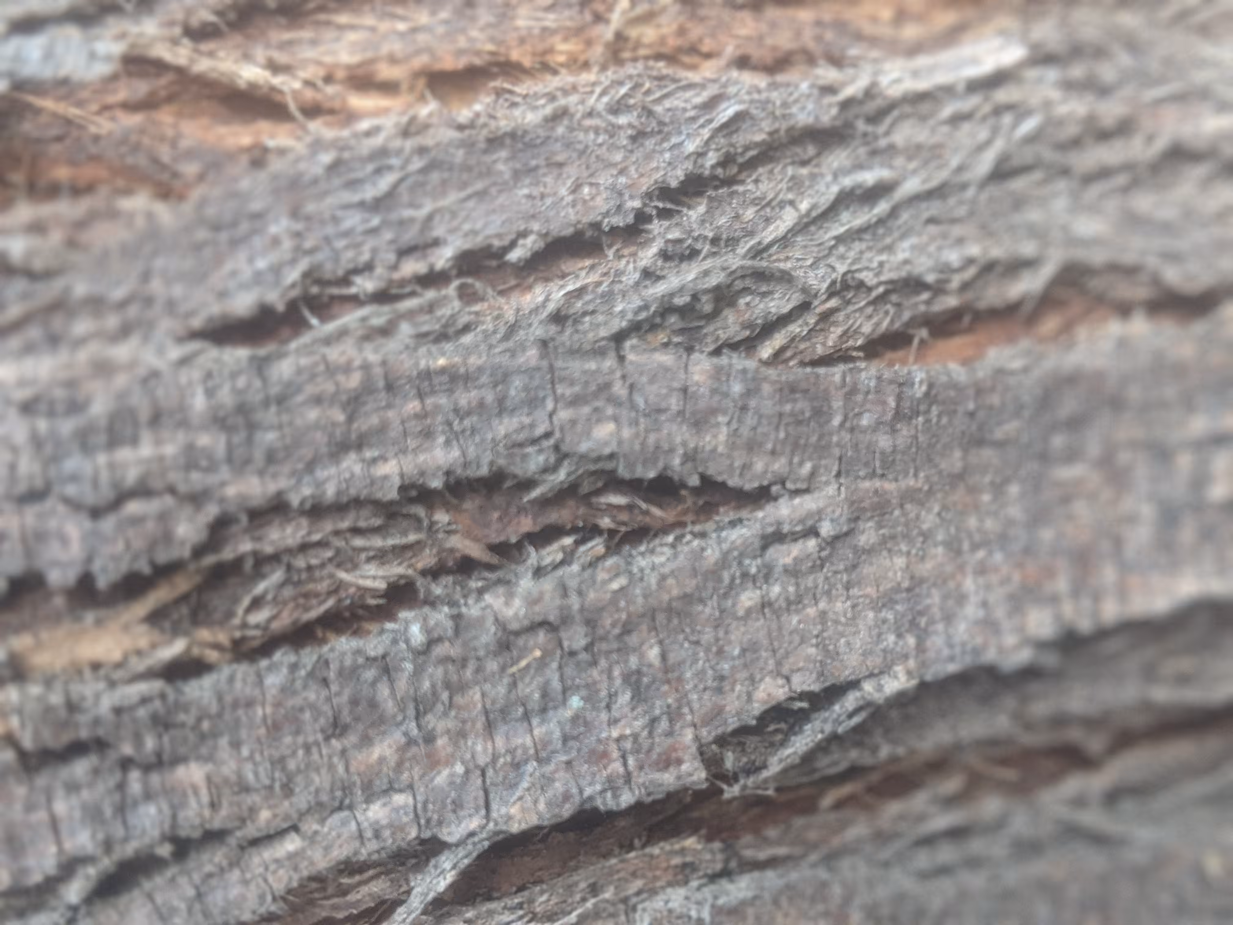 Crust