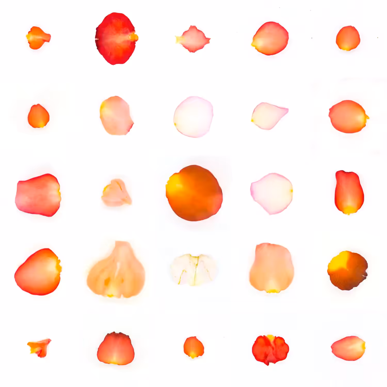 Infinite Petals 5x5#20038