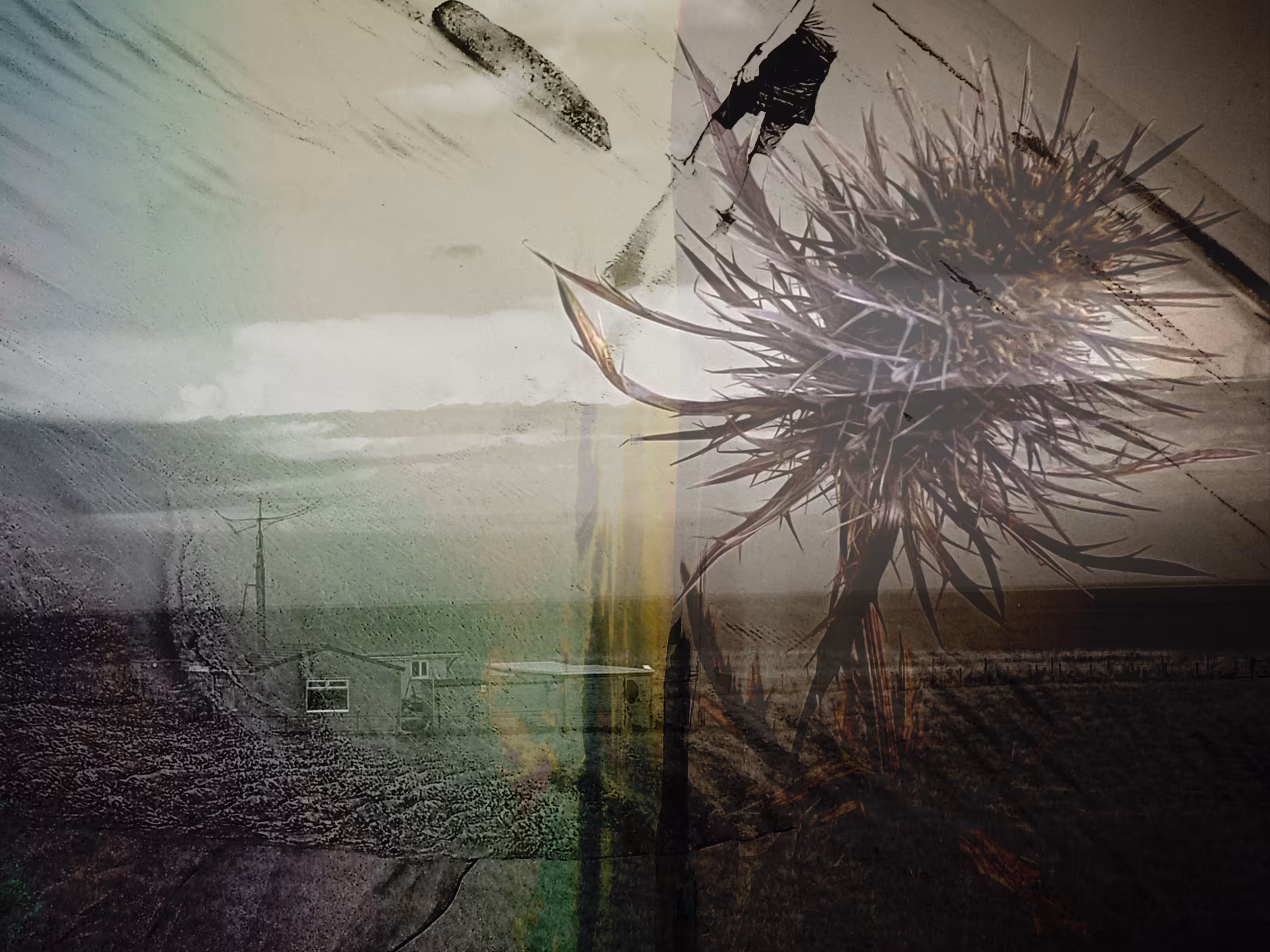 Floral Dreams: Life, Interrupted…
