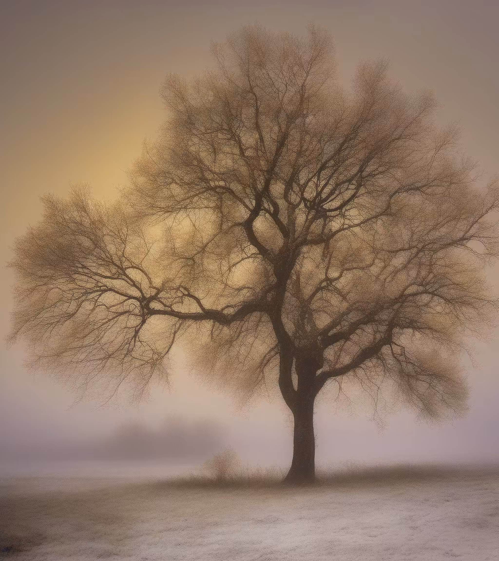 Tree Studies #37