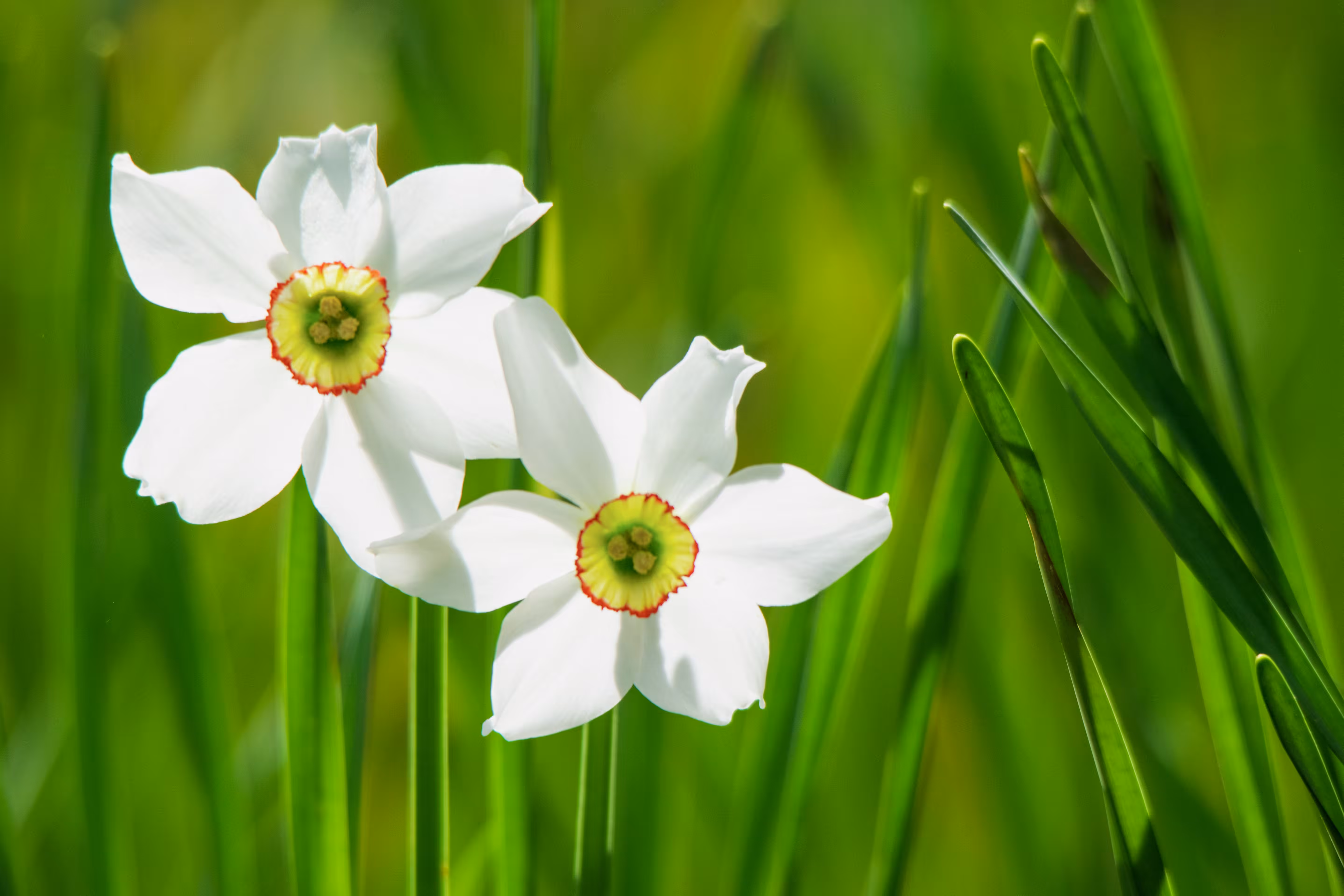 Poet's Narcissus