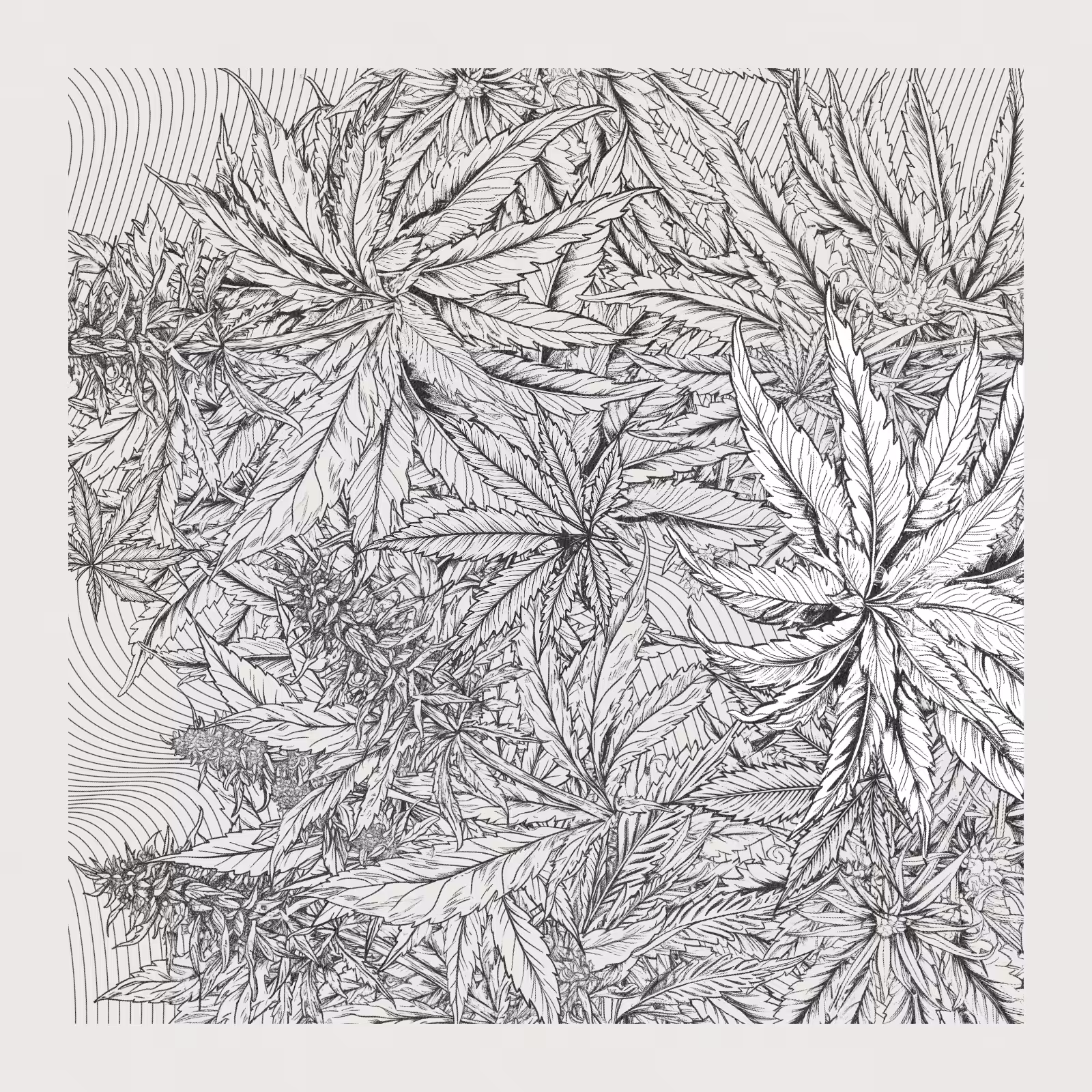 zancannabis #129